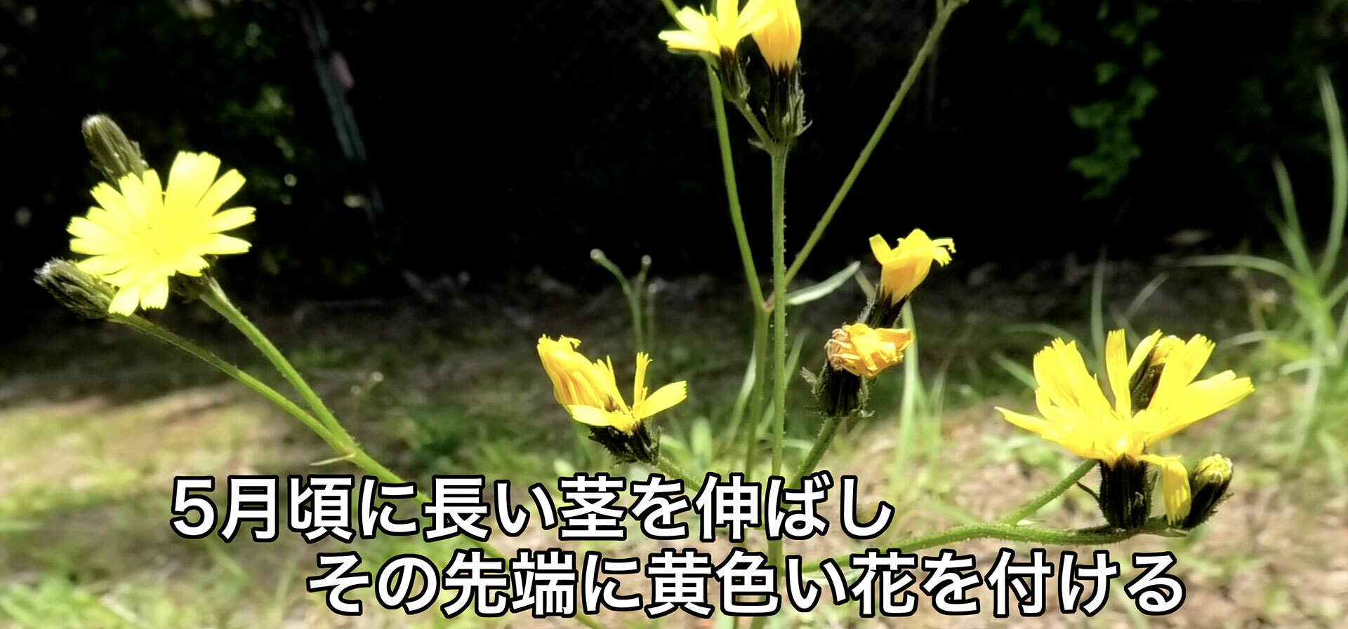 長く伸ばした茎の先端にタンポポに似た黄色い花を付ける