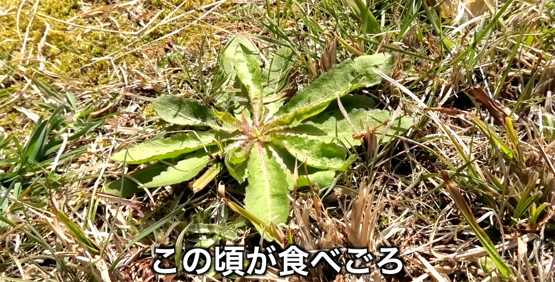 野草として食用に利用するなら3月頃の芽吹いた直後が良い