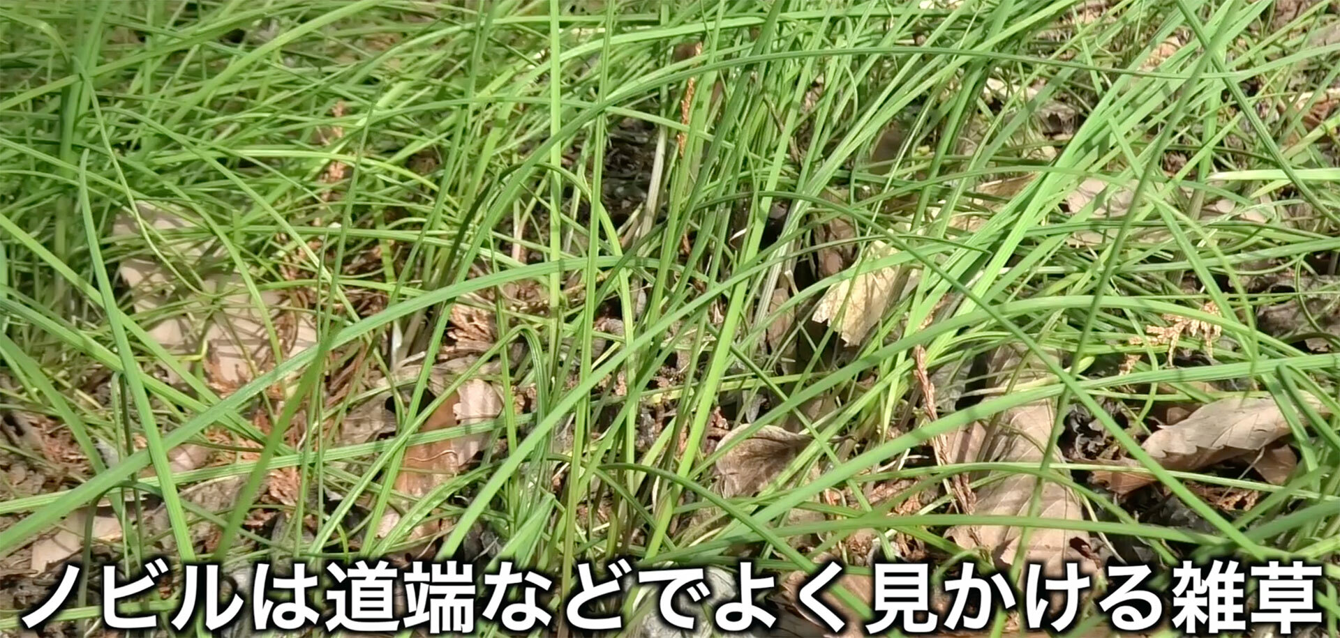 ノビルは春に地面から緑色の細い紐のような葉を多数伸ばすネギの仲間