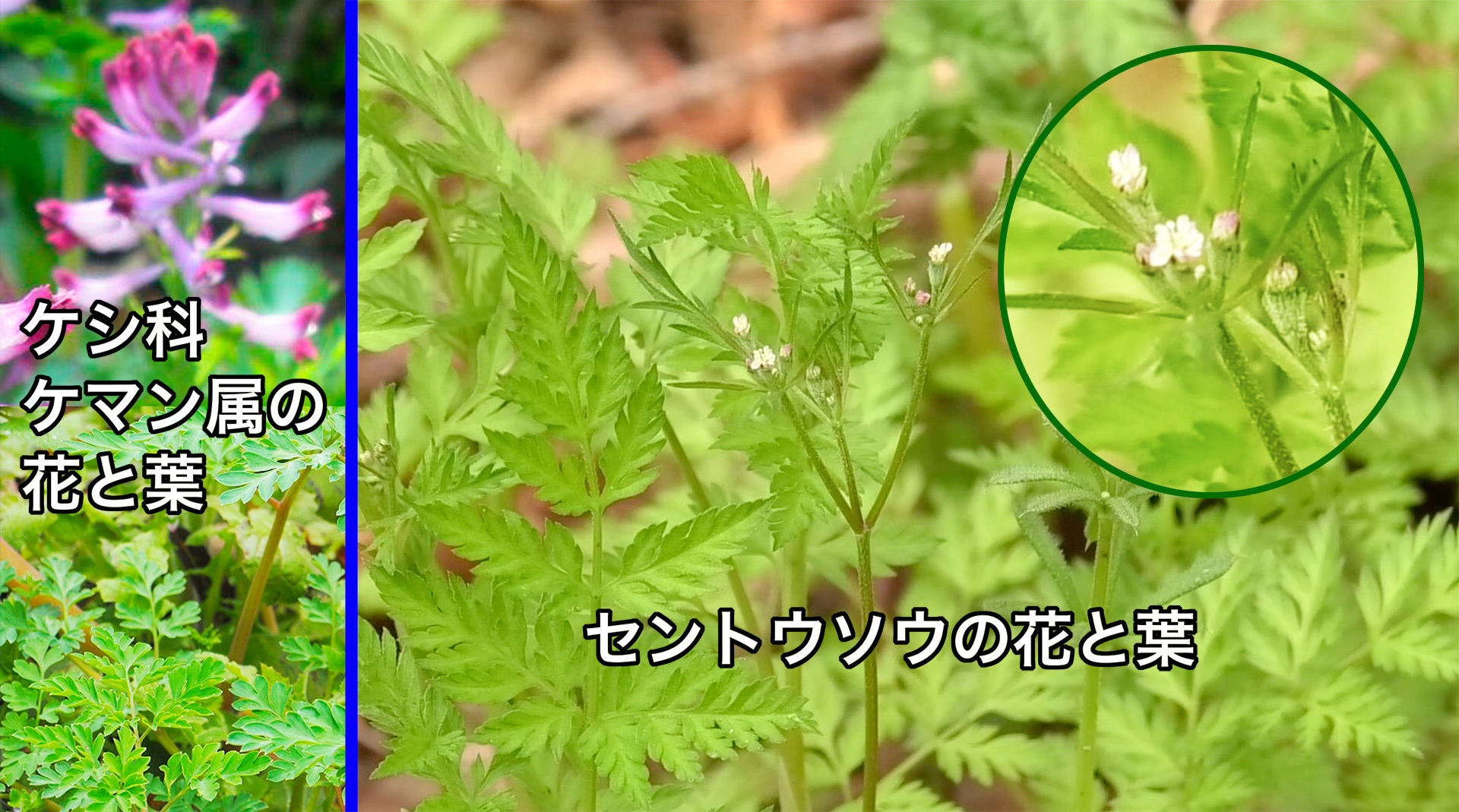 セントウソウの葉はケシ科ケマン属の植物の葉とよく似ているが花の形は全然違う