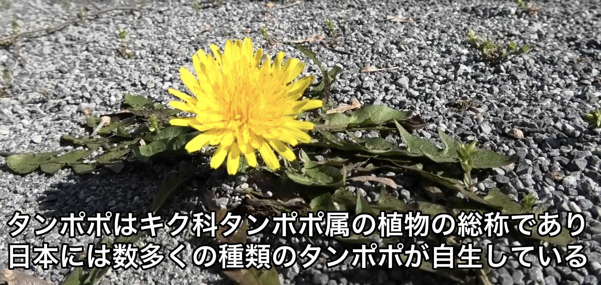 タンポポという呼び方はキク科タンポポ属に属する植物の多年草の総称