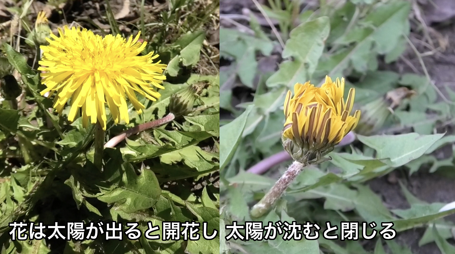 タンポポの花は昼に開き夜は閉じる