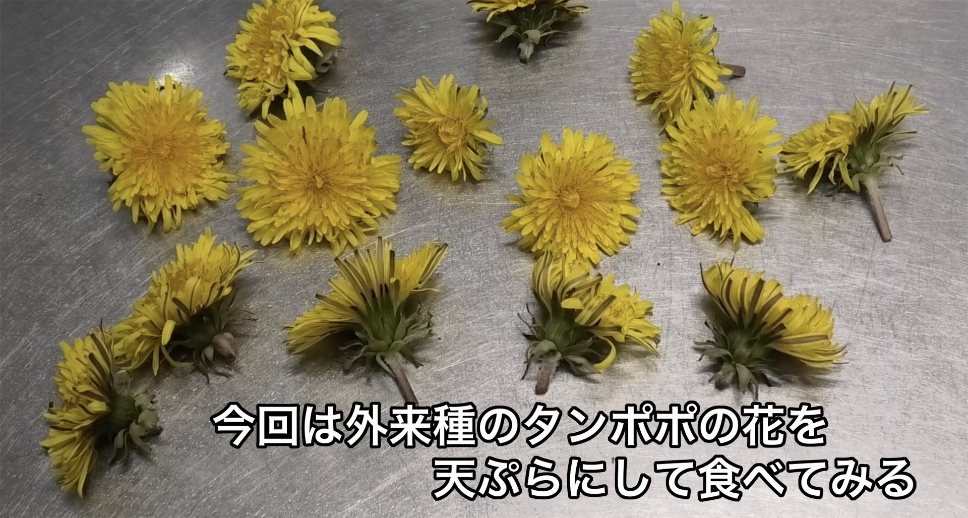 セイヨウタンポポの花で天ぷらを作る