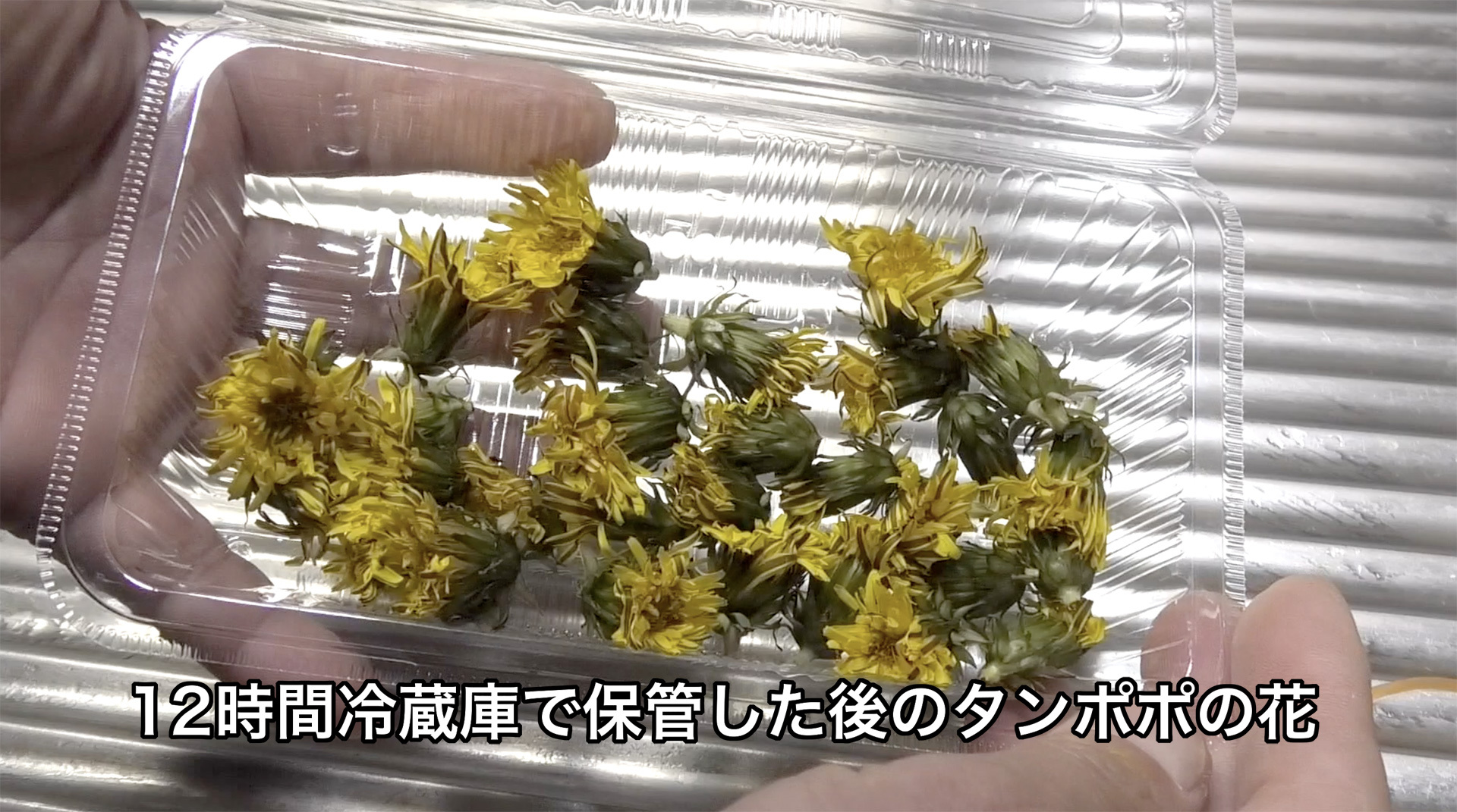 冷蔵庫で半日保存した後のタンポポの花