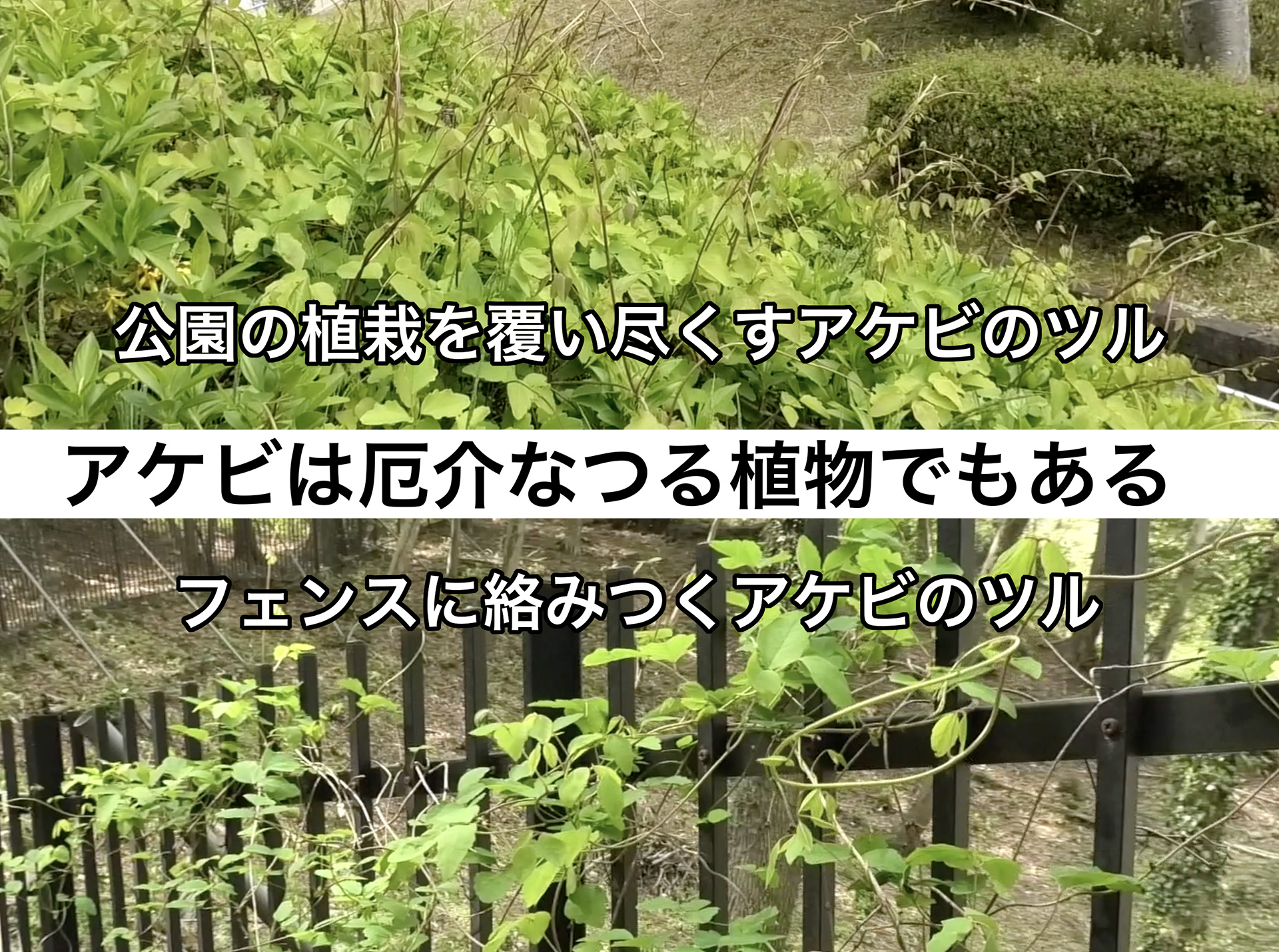 散歩しながら採れる美味しい山菜アケビの芽で見た目も楽しく美味しい鳥の巣を作ってみた（健啖隊） エキスパート !ニュース