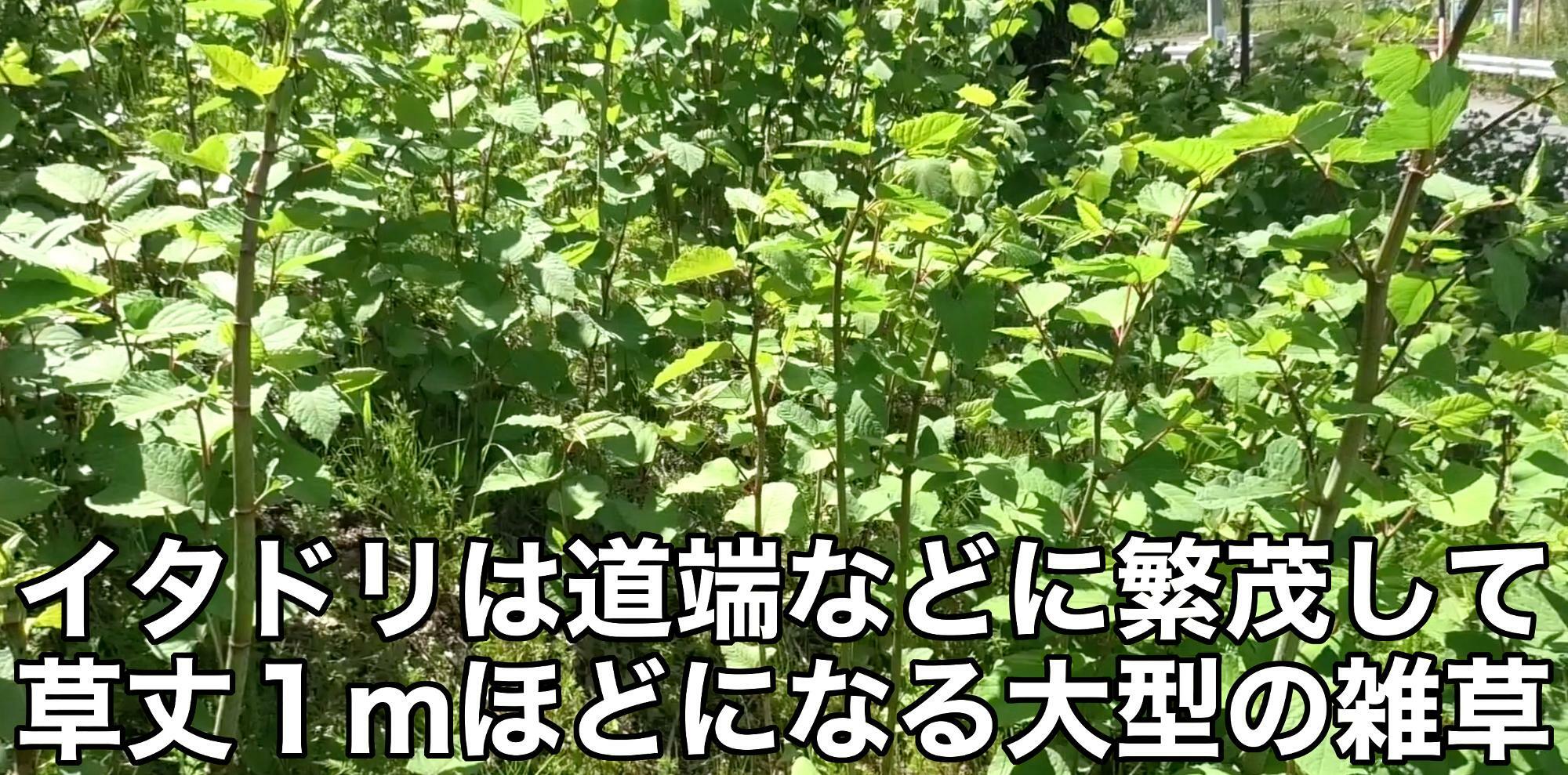 大型の雑草イタドリは道端など至る所で見ることが出来る