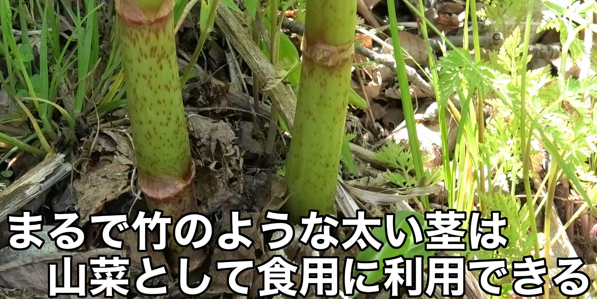 成長して間もない茎は山菜として食べる事が出来る