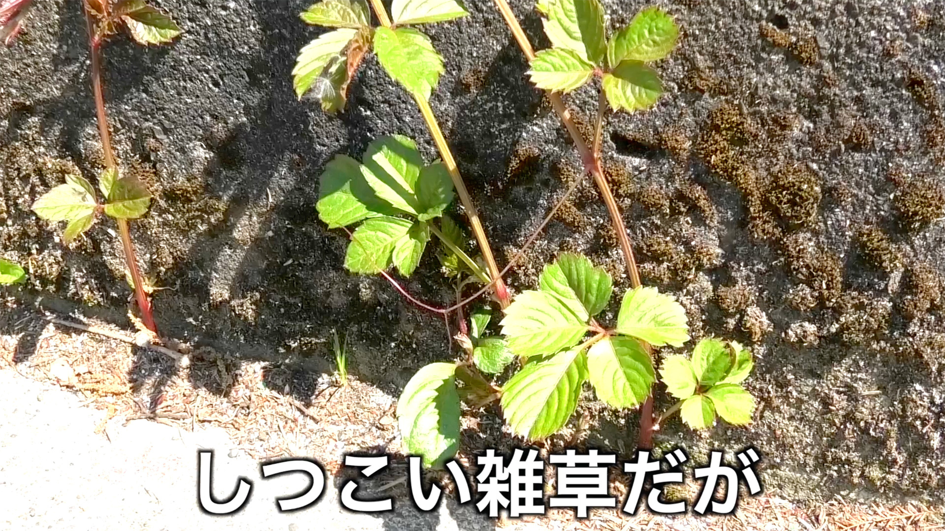 どこにでも繁茂する強健な性質の厄介な雑草