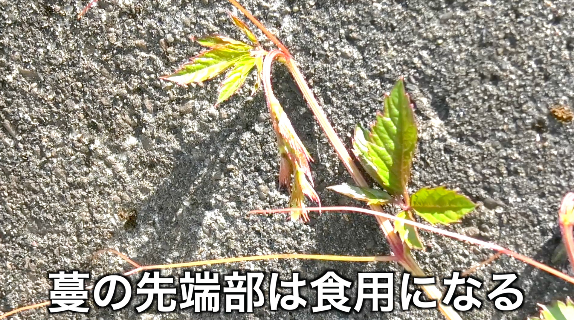 厄介者の雑草だが新芽は山菜として美味しく利用できる