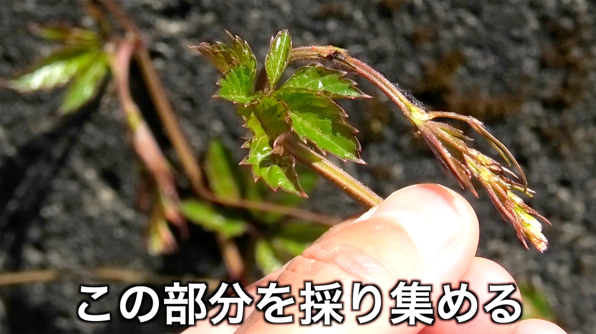 新芽の部分を折って採る