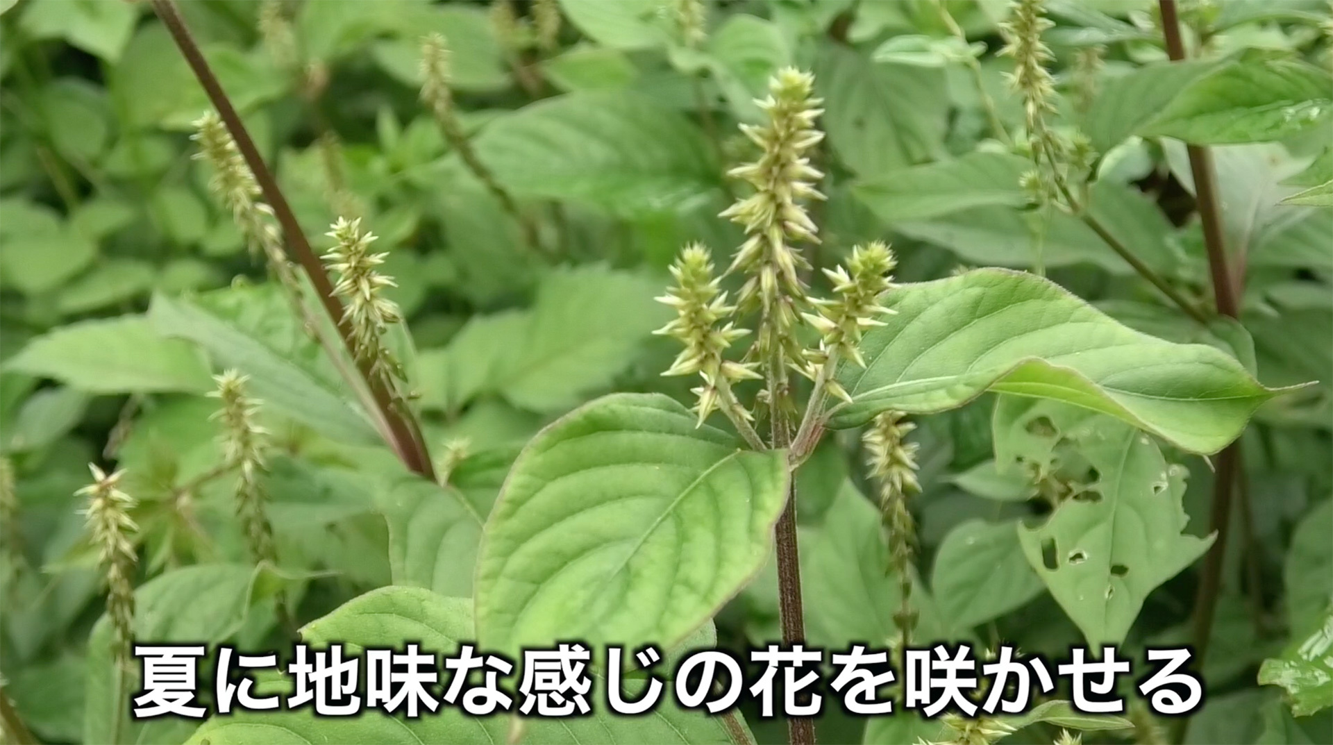 夏に地味な花を咲かせる