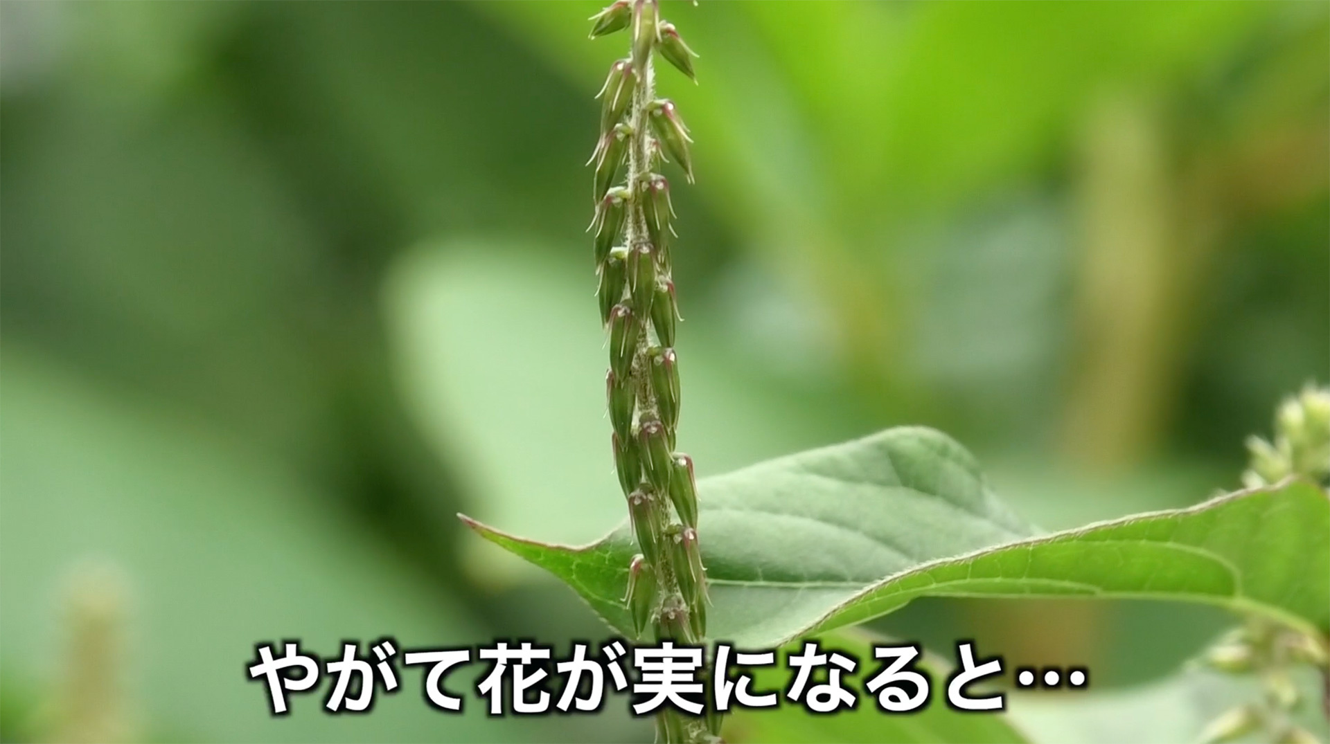 花が咲き終えると果実（種子）が実る