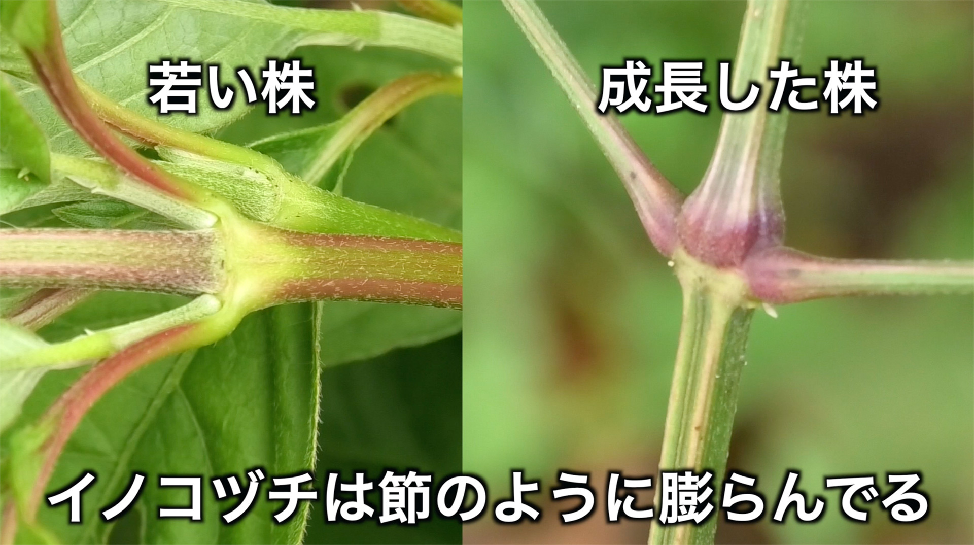 葉が付く部分は節のように膨らむ