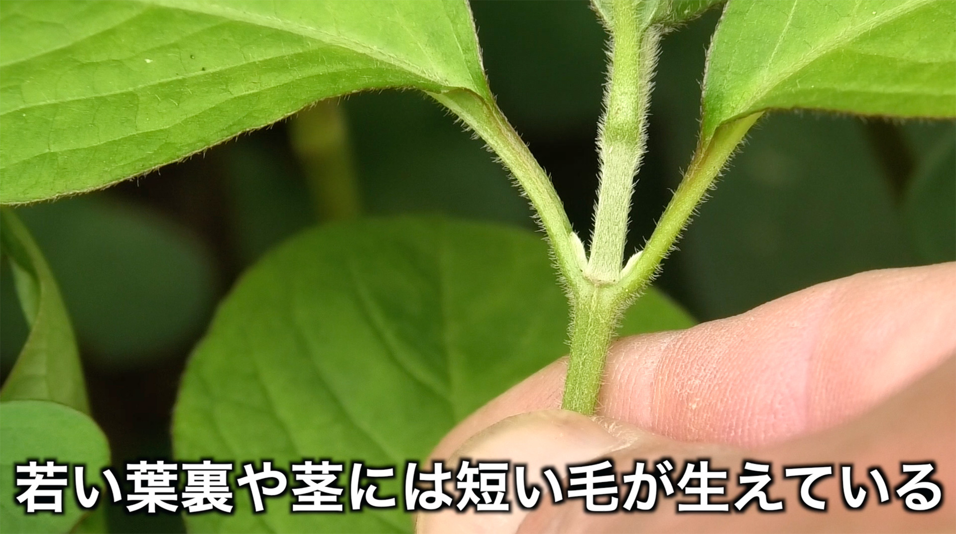 葉や茎には毛が生えている