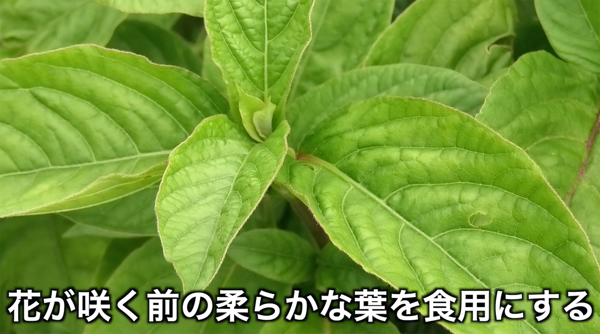 花が咲く前の柔らかい葉が食用に適する