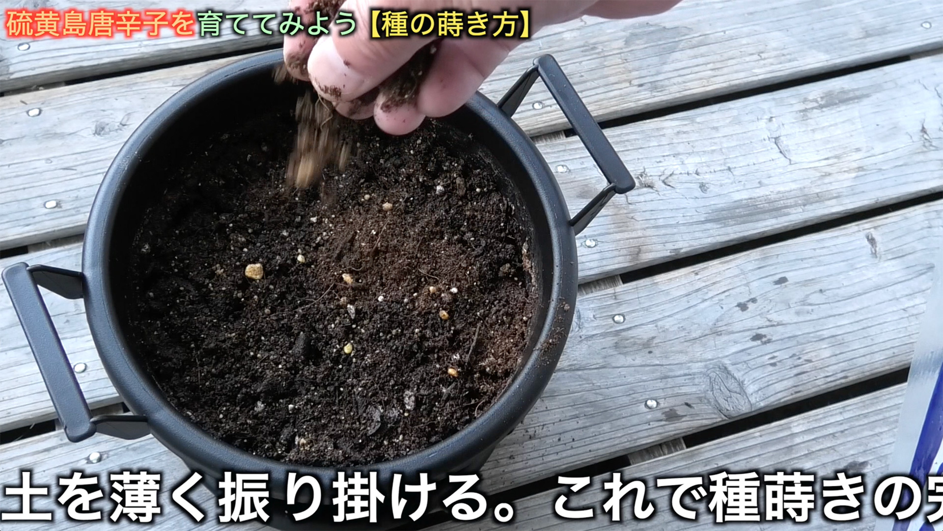 用土の上に置いた種子にごく少量の土を振り掛ける