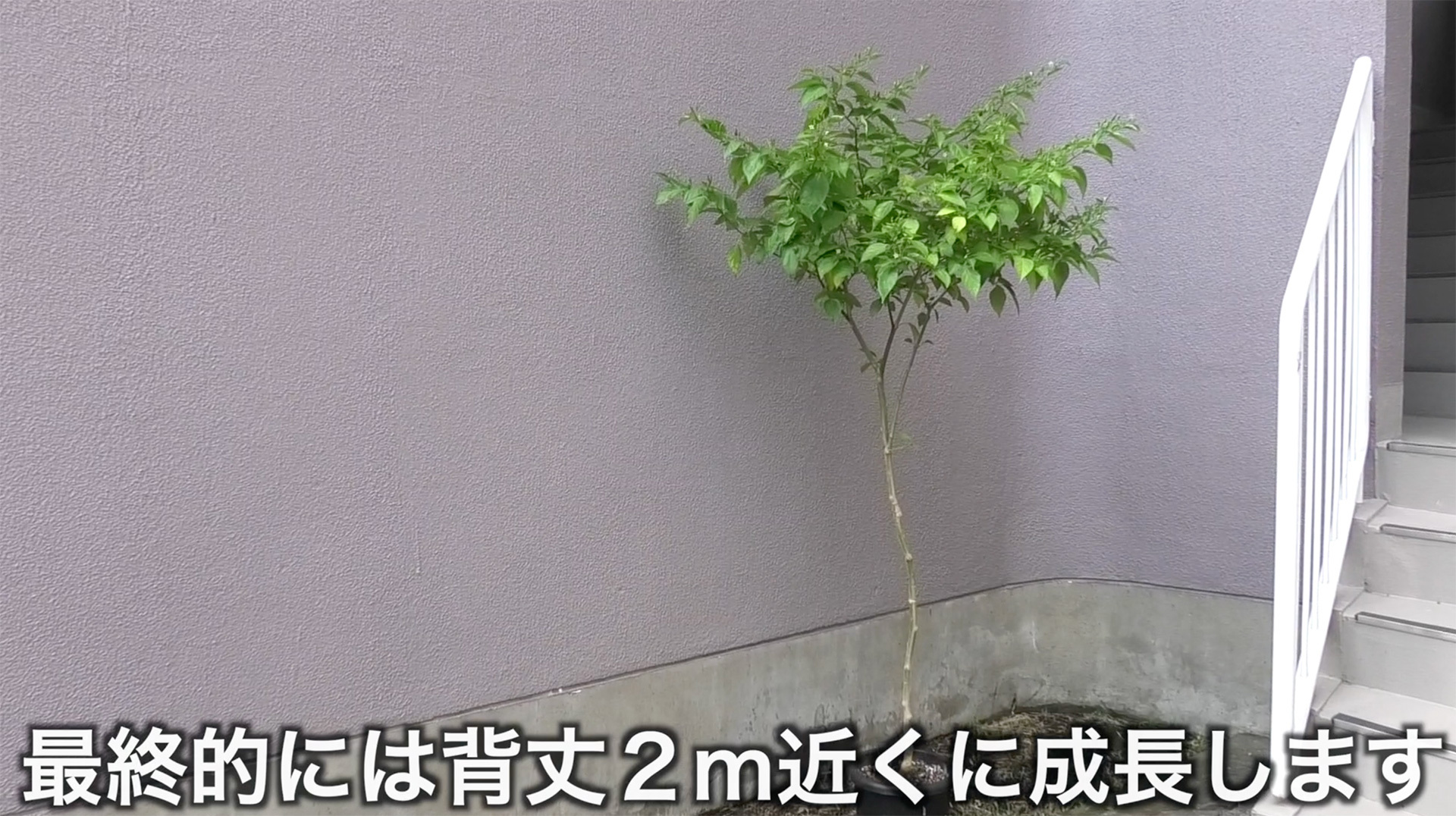 背が高くなるので特に鉢植えでは風などで倒れないように安定した状態で栽培する