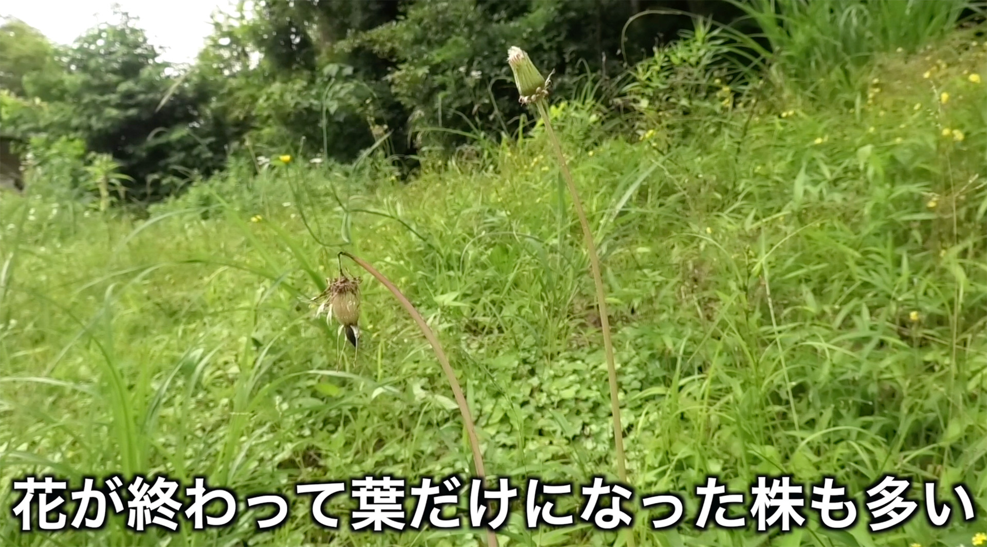 花が終わって萎れたタンポポの花