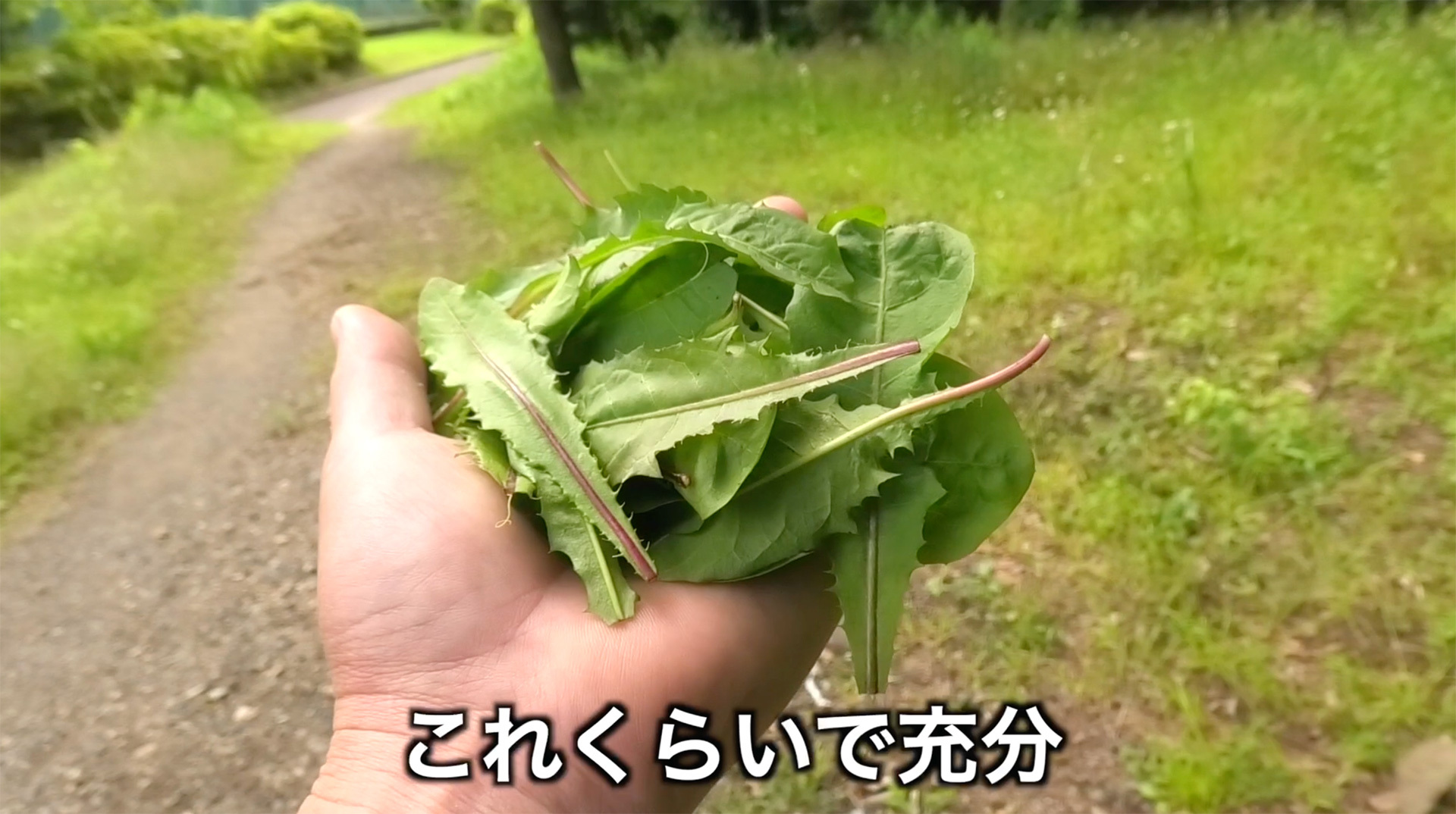 片手に山盛り１杯も取れれば充分