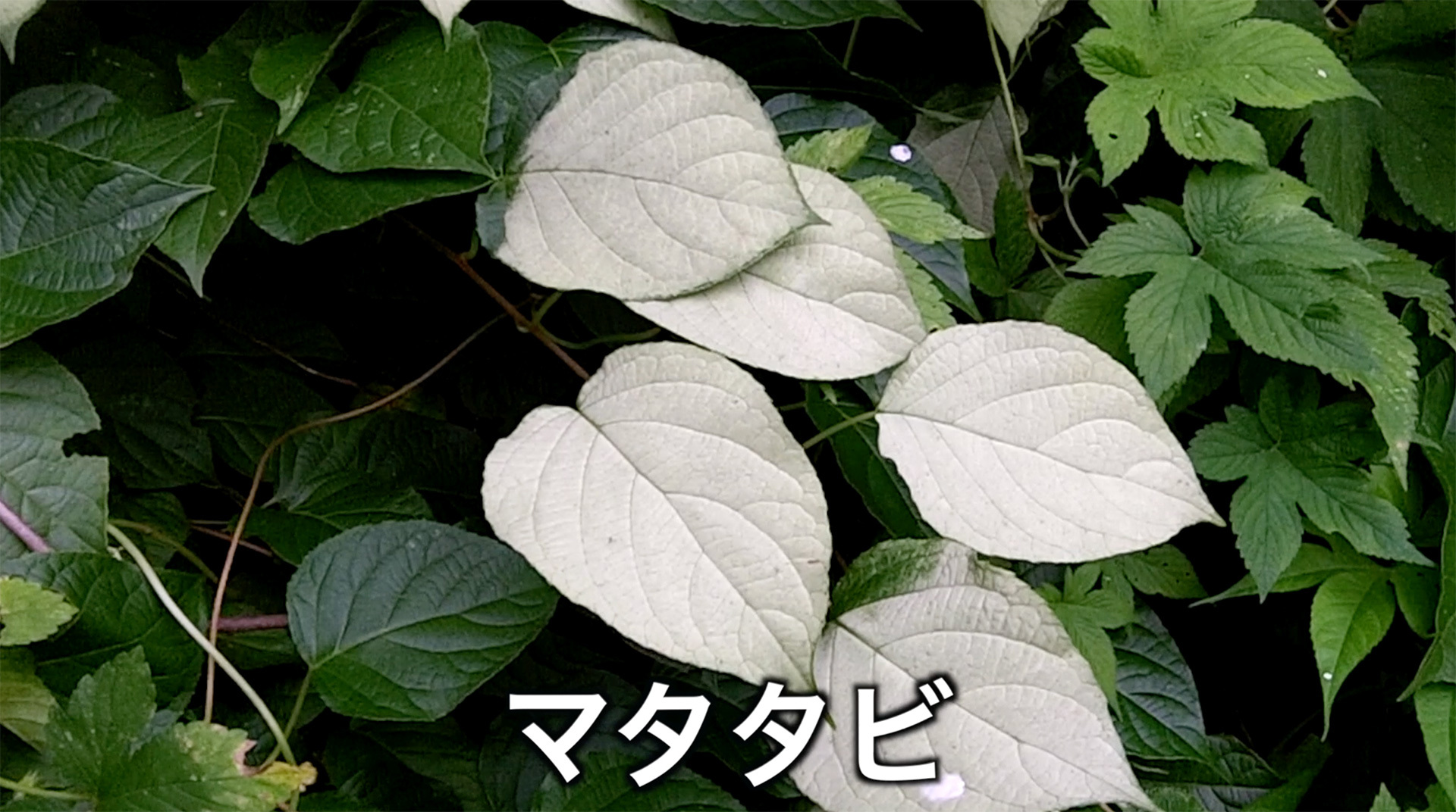白くなったマタタビの葉