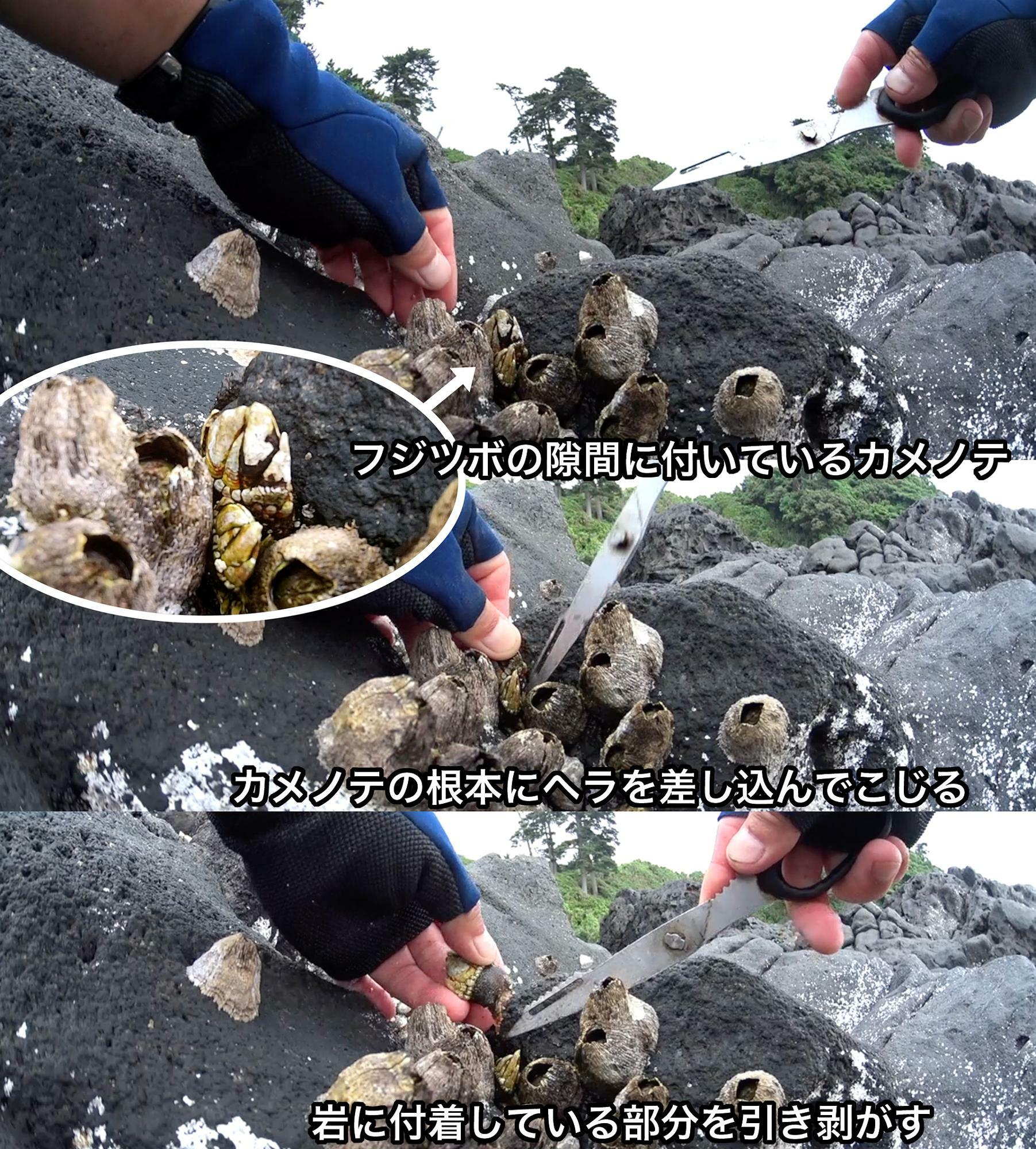 カメノテが岩に付着している部分に金属ヘラを差し込んでこじって引き剥がす