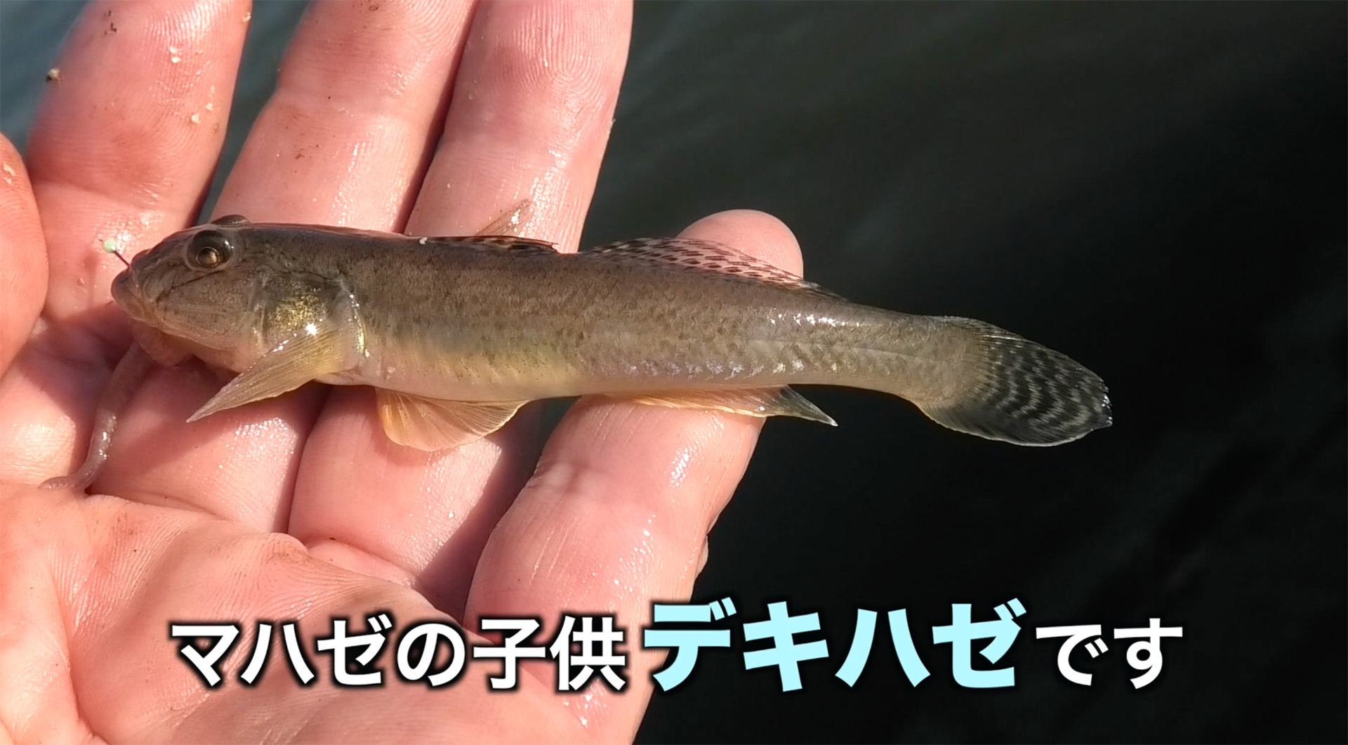 デキハゼは簡単に釣れる