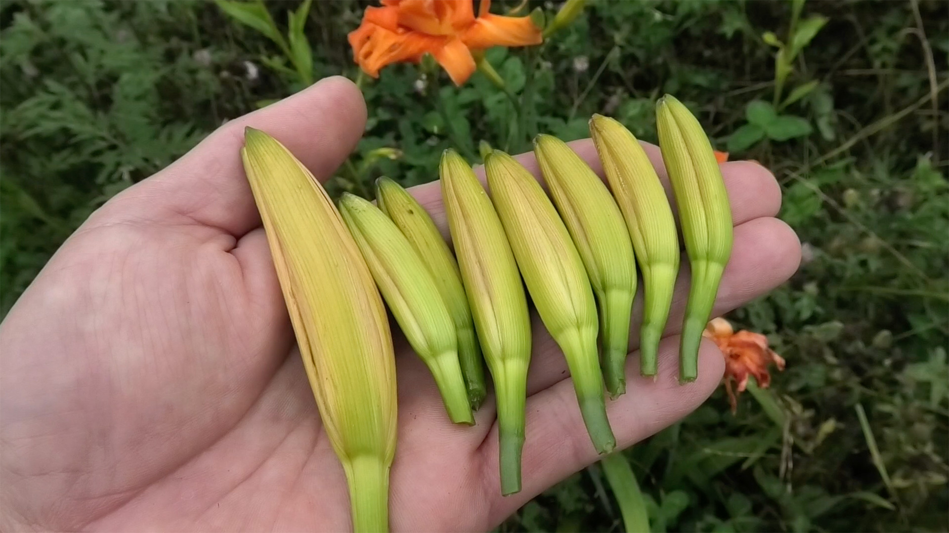小型のバナナみたいなヤブカンゾウの蕾