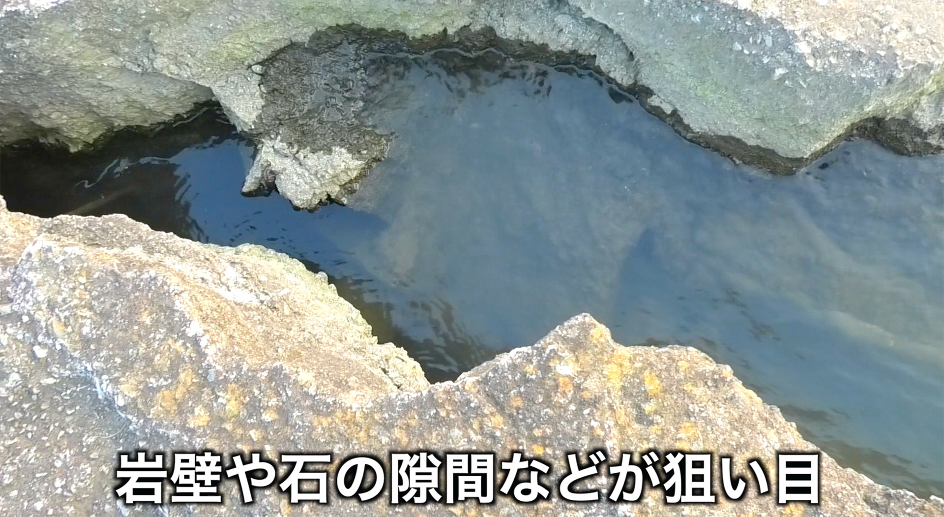 入り組んだ岩の隙間や石ころの間にはテナガエビが潜んでいる