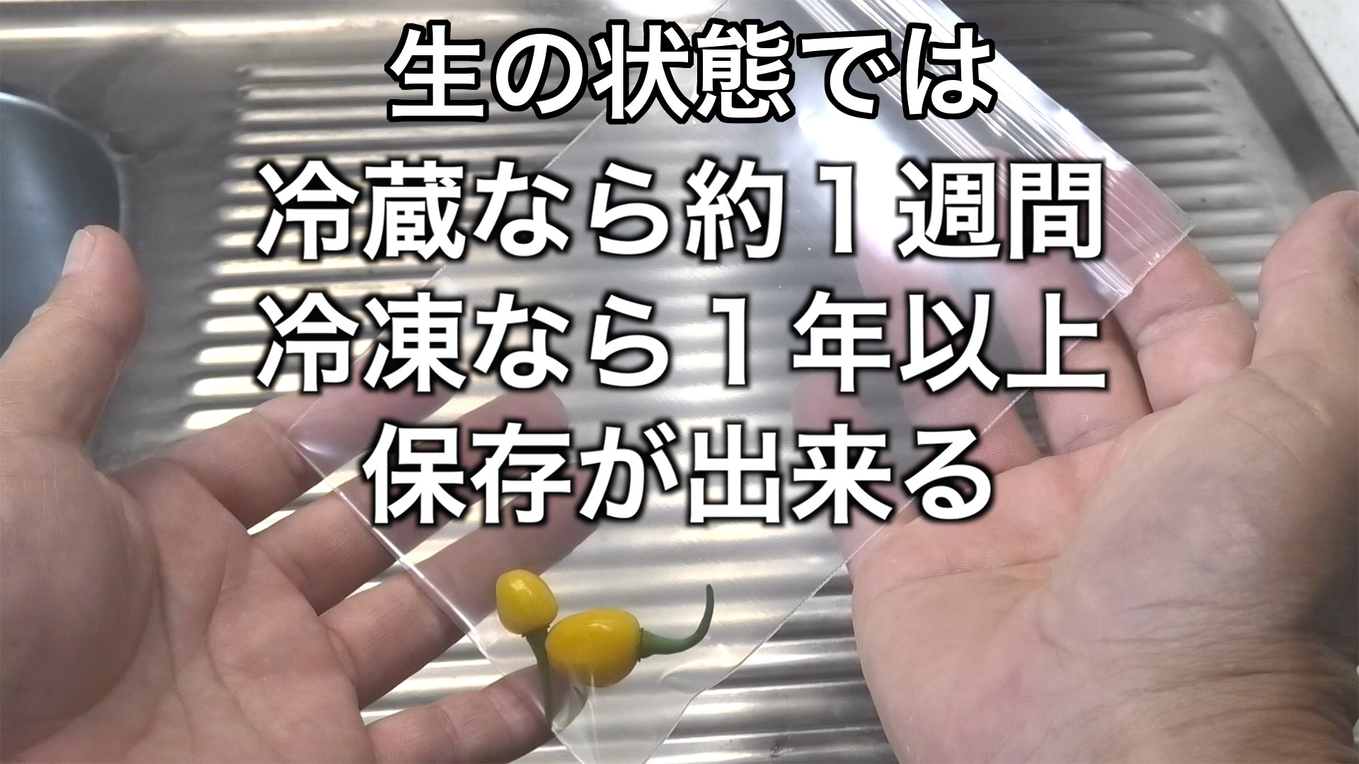 激辛トウガラシの保存は冷凍がお手軽