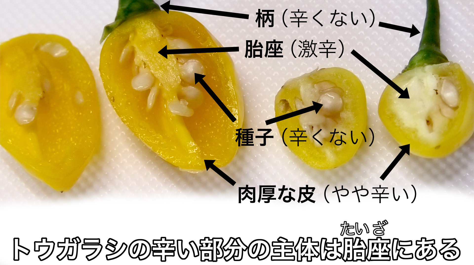 トウガラシの辛味成分カプサイシンは胎座で作り出される