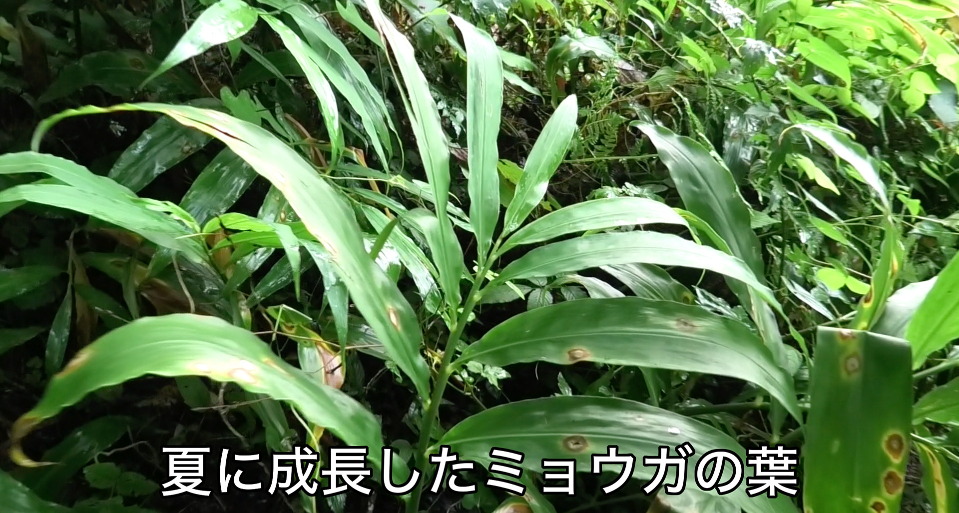 ミョウガの葉は生姜の葉とよく似ている