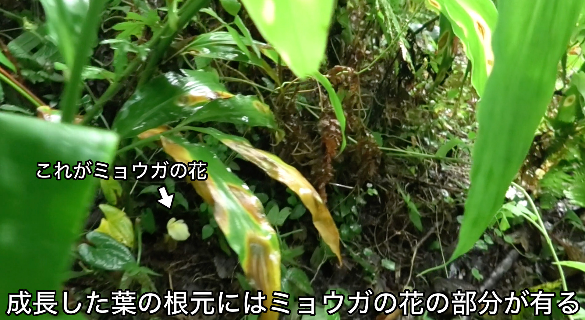 ミョウガの葉の根本にはミョウガの花が咲いている