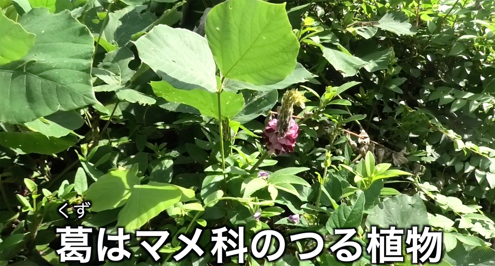 夏から秋にかけてどこででも目にするツル性の雑草クズ