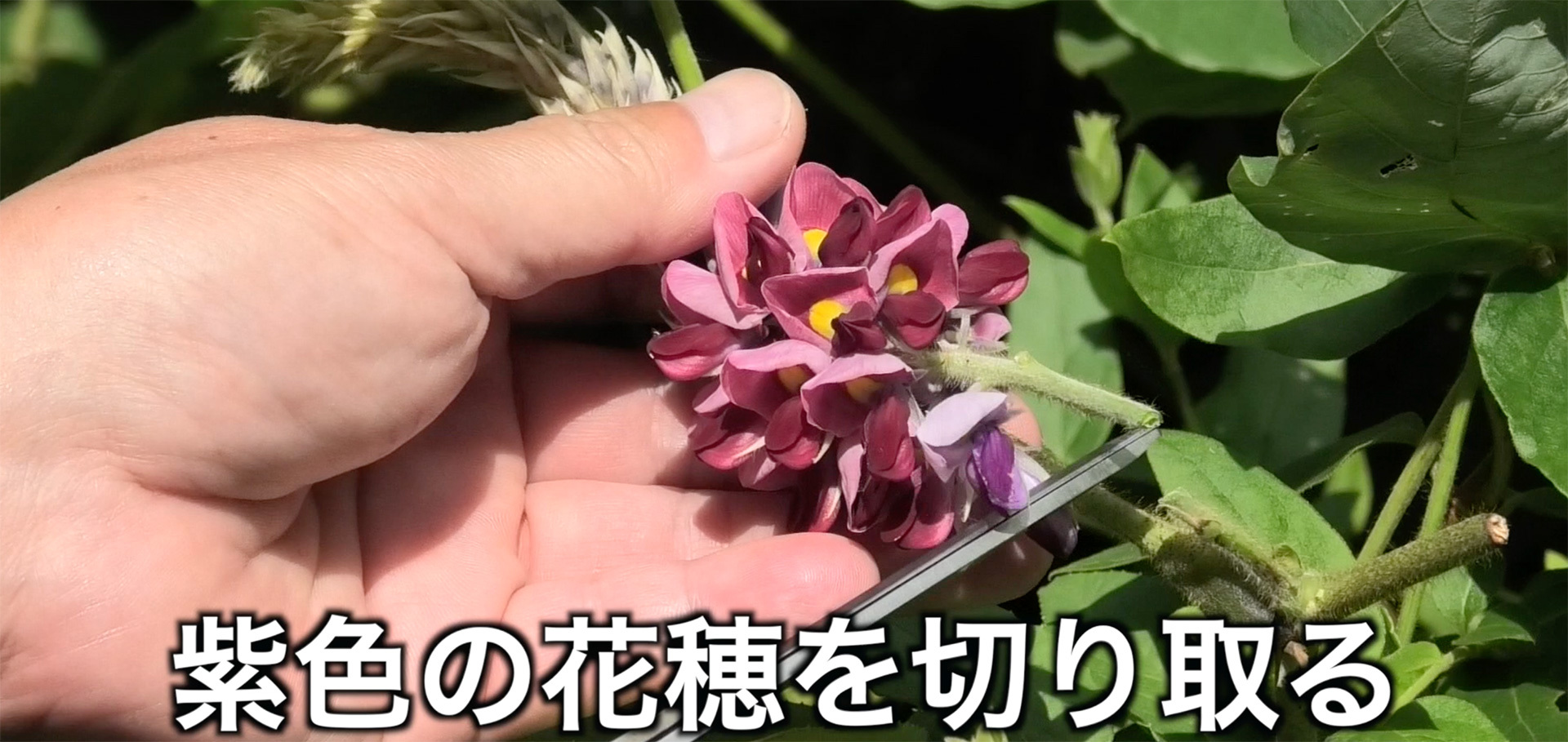 葛の花を穂ごと取って集める