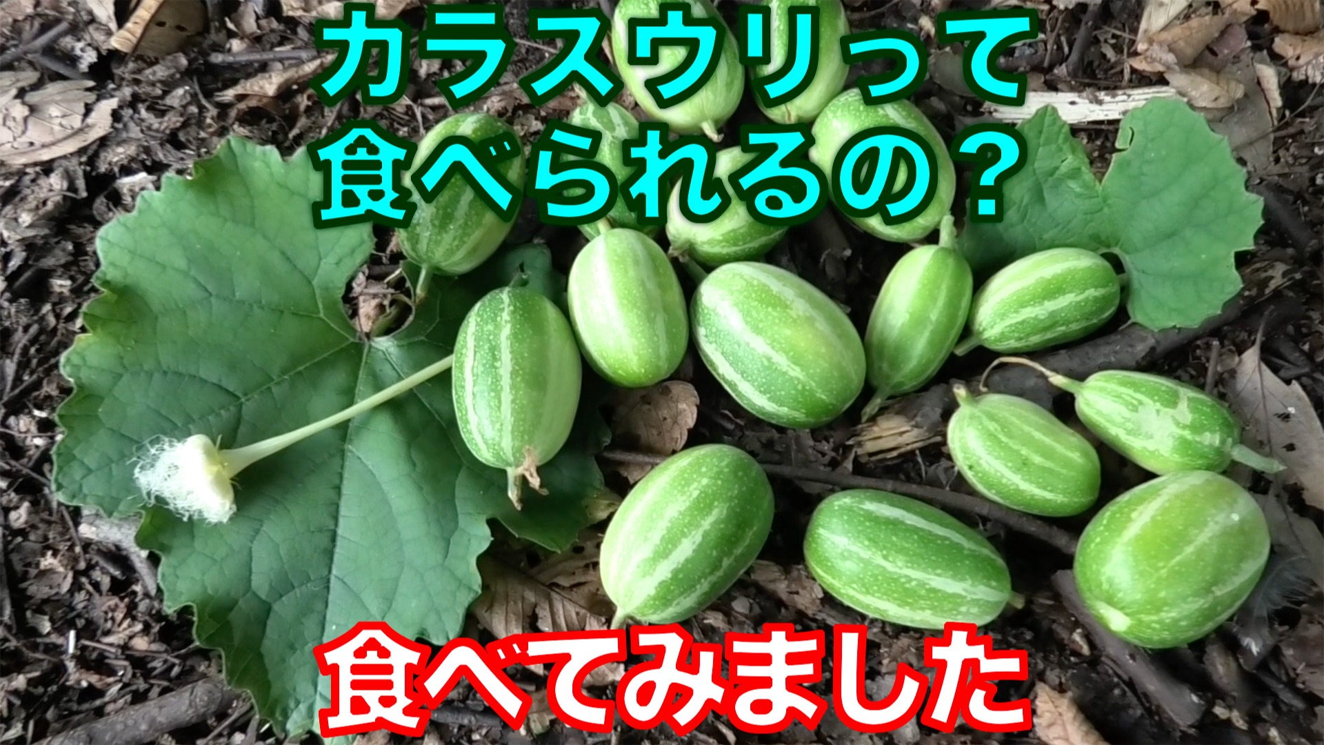 普通は食べないカラスウリの実を食べてみたら結構美味しかった【採取から調理方法までを紹介】（健啖隊） - エキスパート - Yahoo!ニュース