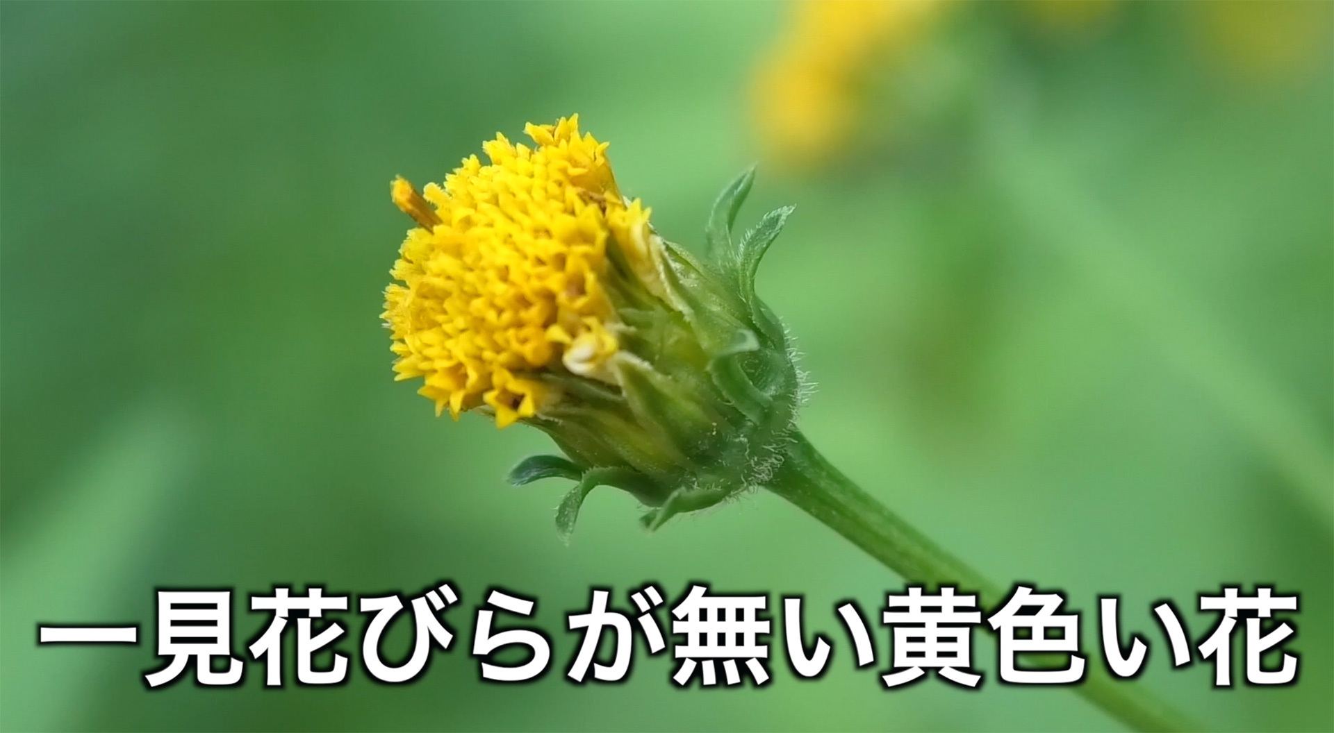 コセンダングサの花