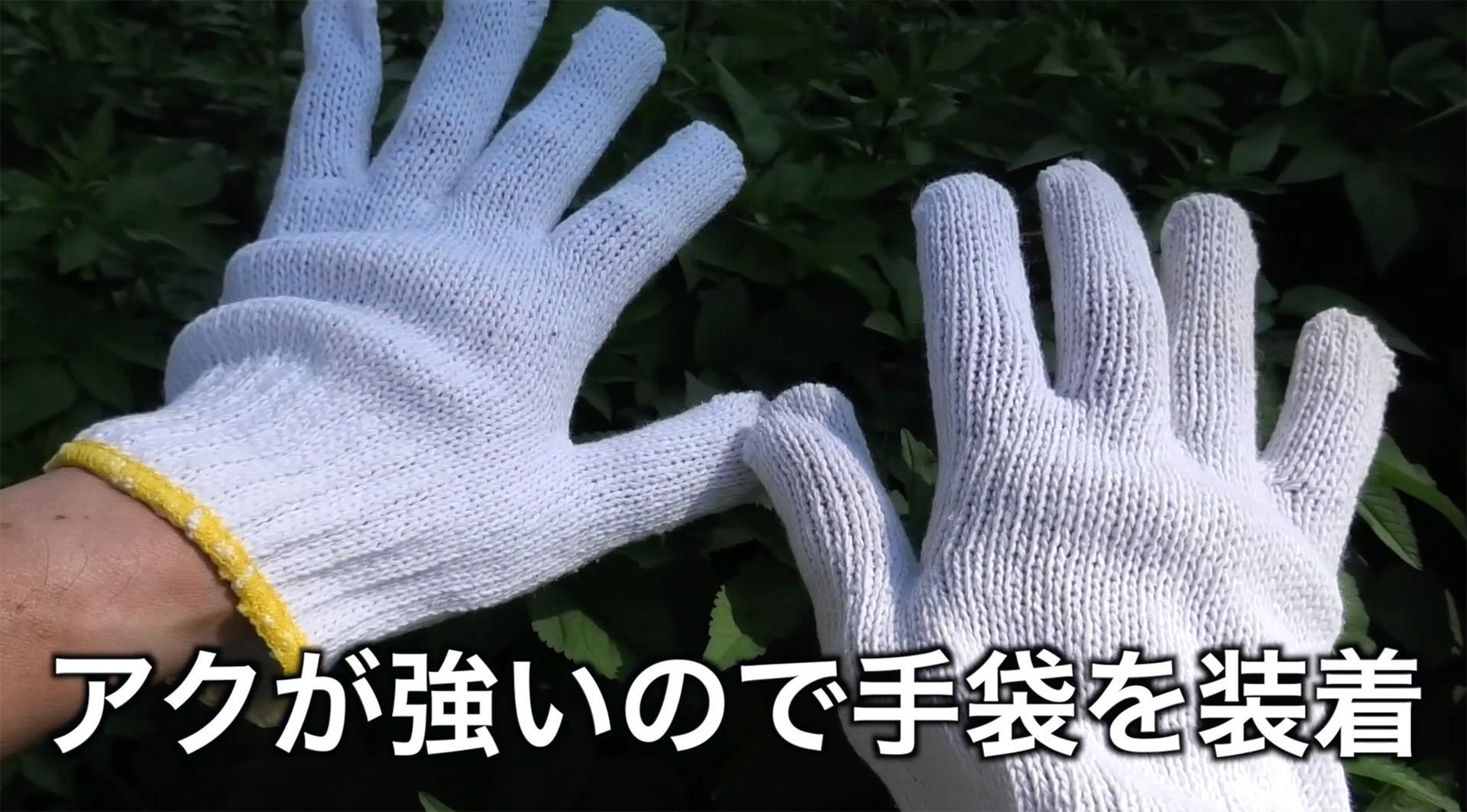アクで指先が汚れるのを防ぐため摘み取る時は手袋を装着