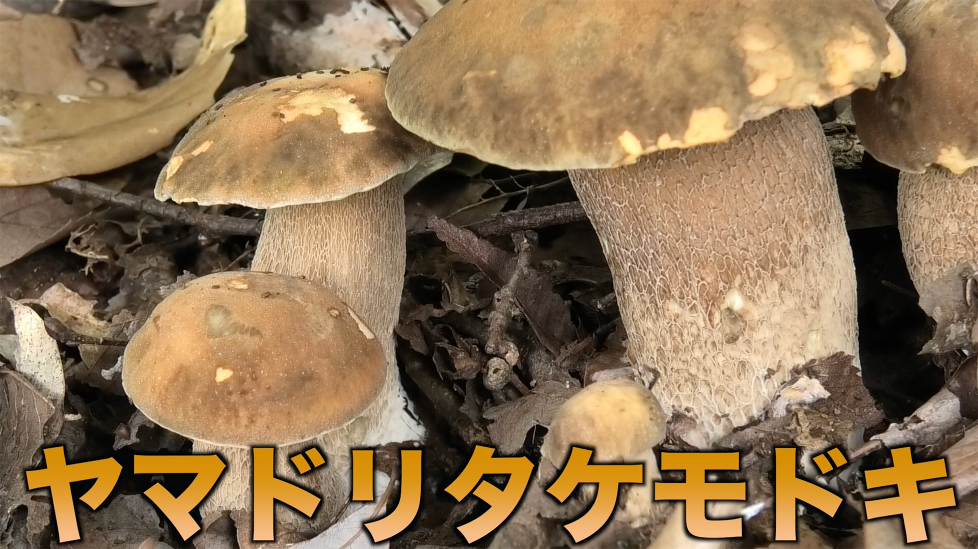 ヤマドリタケモドキはイグチ科の大きなキノコ