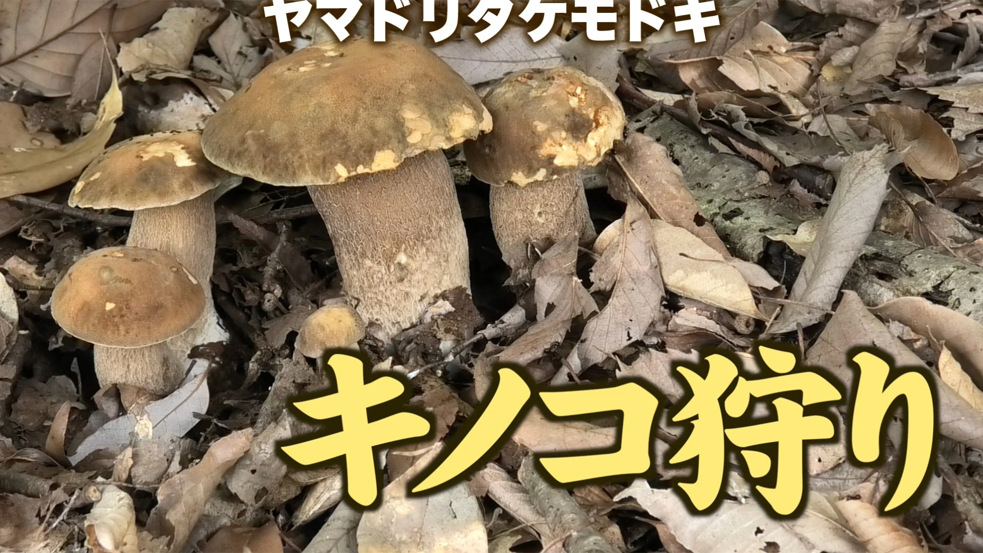 身近な山林に普通に生えている超美味しいヤマドリタケモドキ きのこ狩りの方法・下処理と保存方法・料理例（健啖隊） - エキスパート -  Yahoo!ニュース