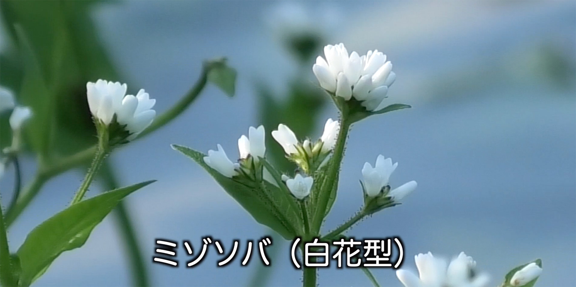 白い花を咲かせたミゾソバ