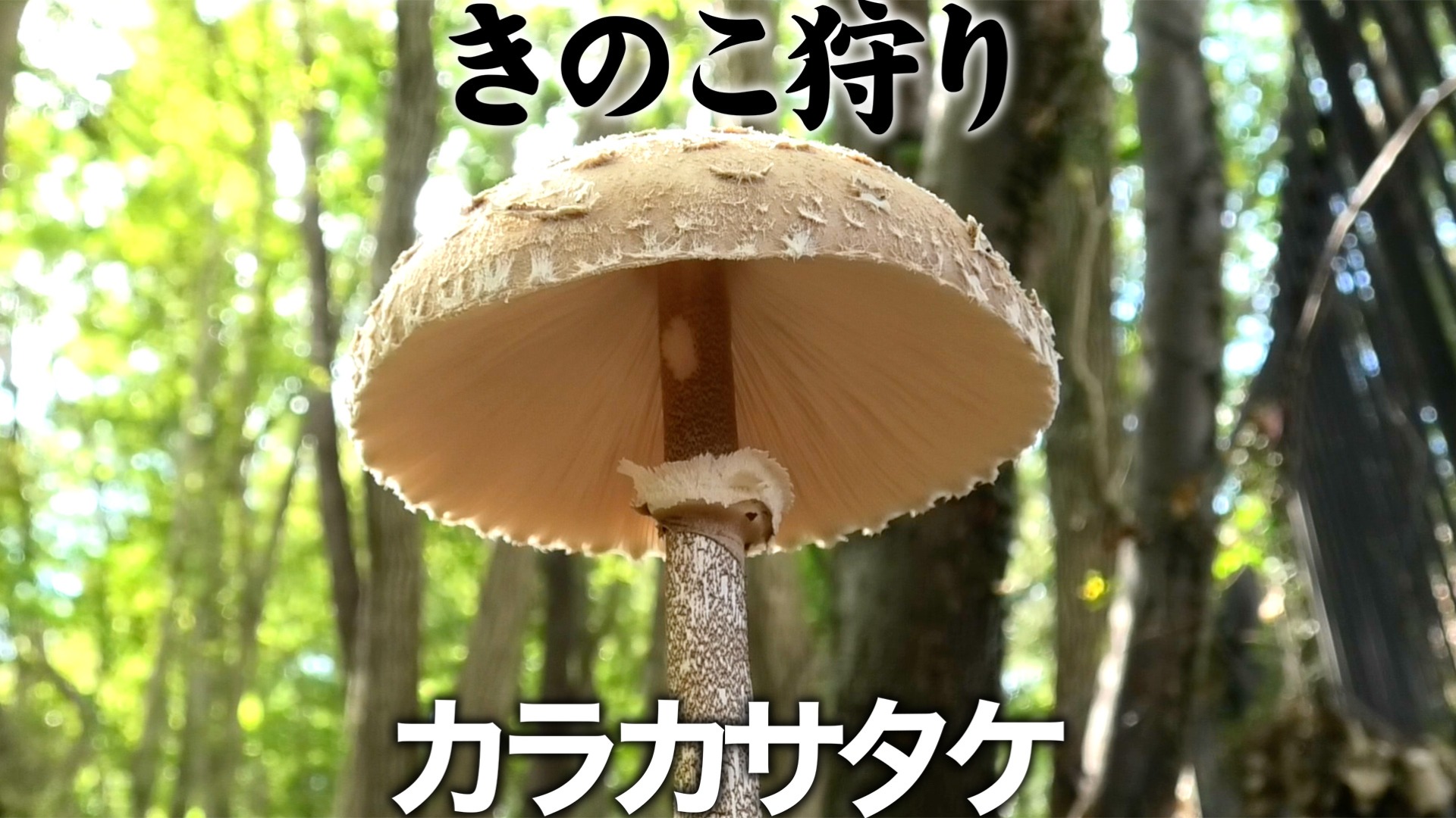 秋の森に生える大きく目立つカラカサタケは癖のない味わいの美味しい