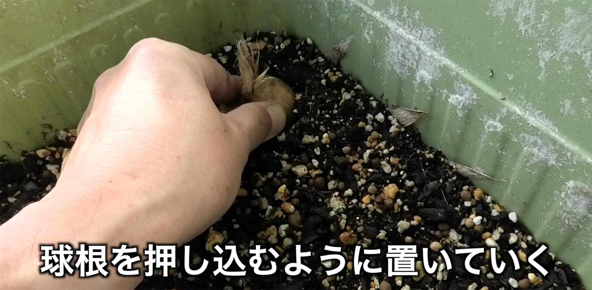 培養土の上に球根を押し込むように置いていく