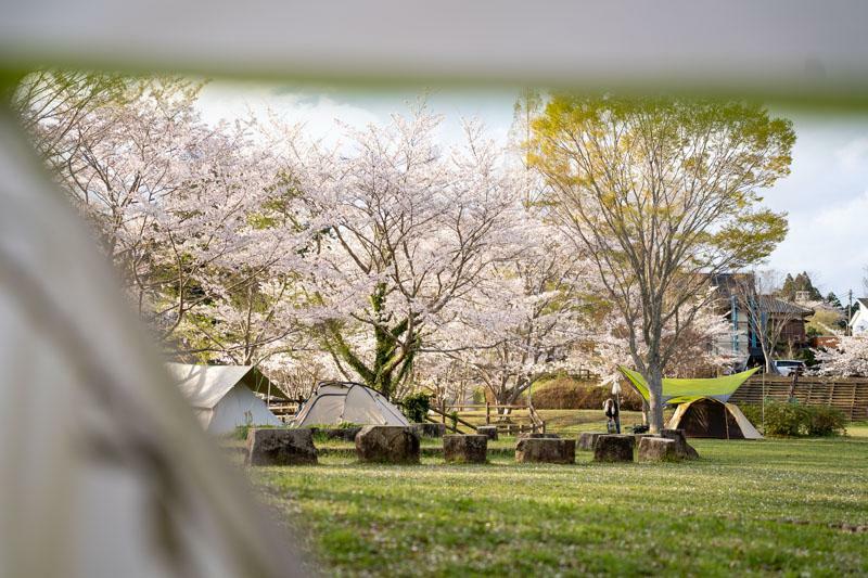 テントの中から桜を楽しむ