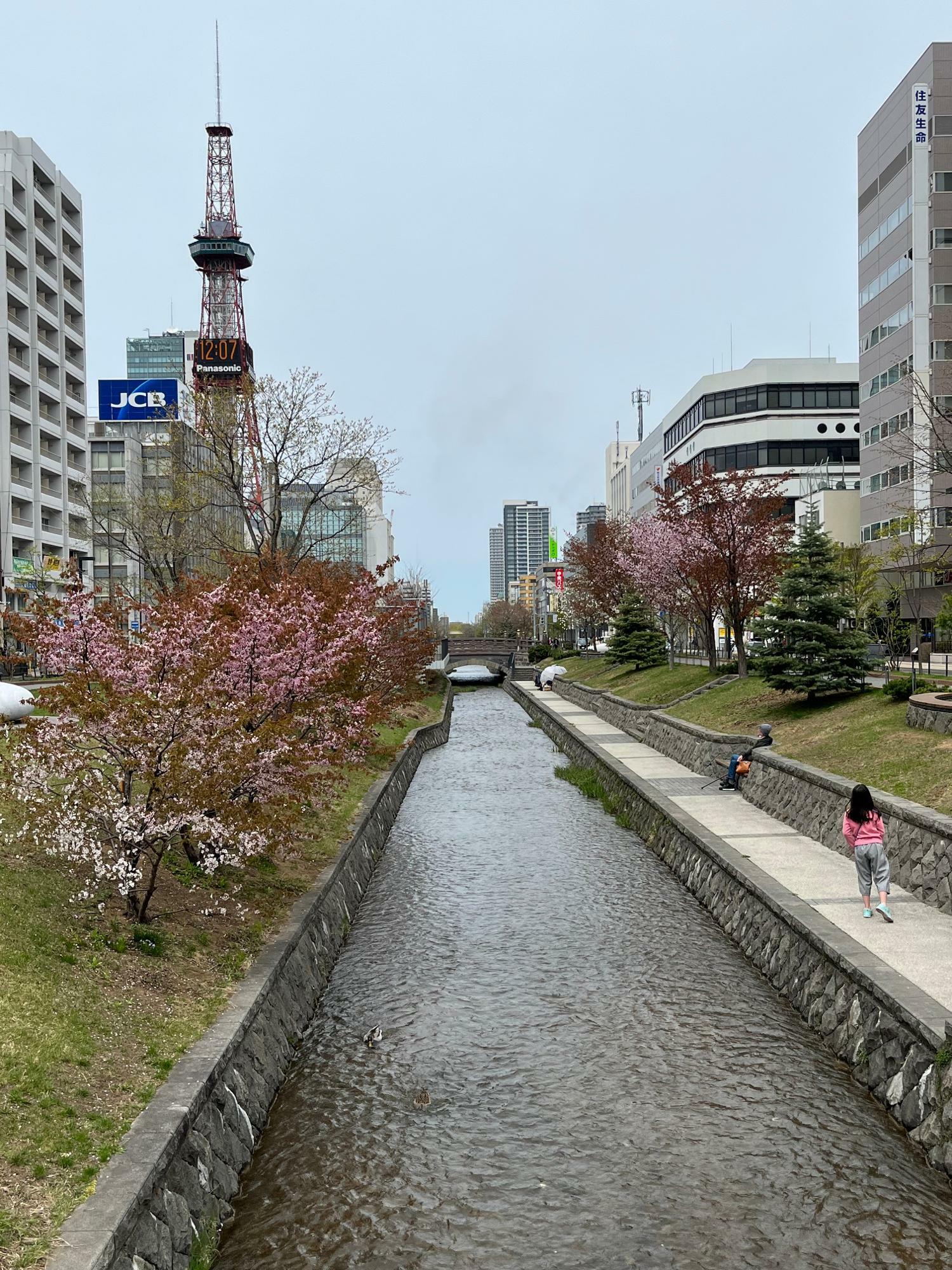 創成川公園の桜も開花！