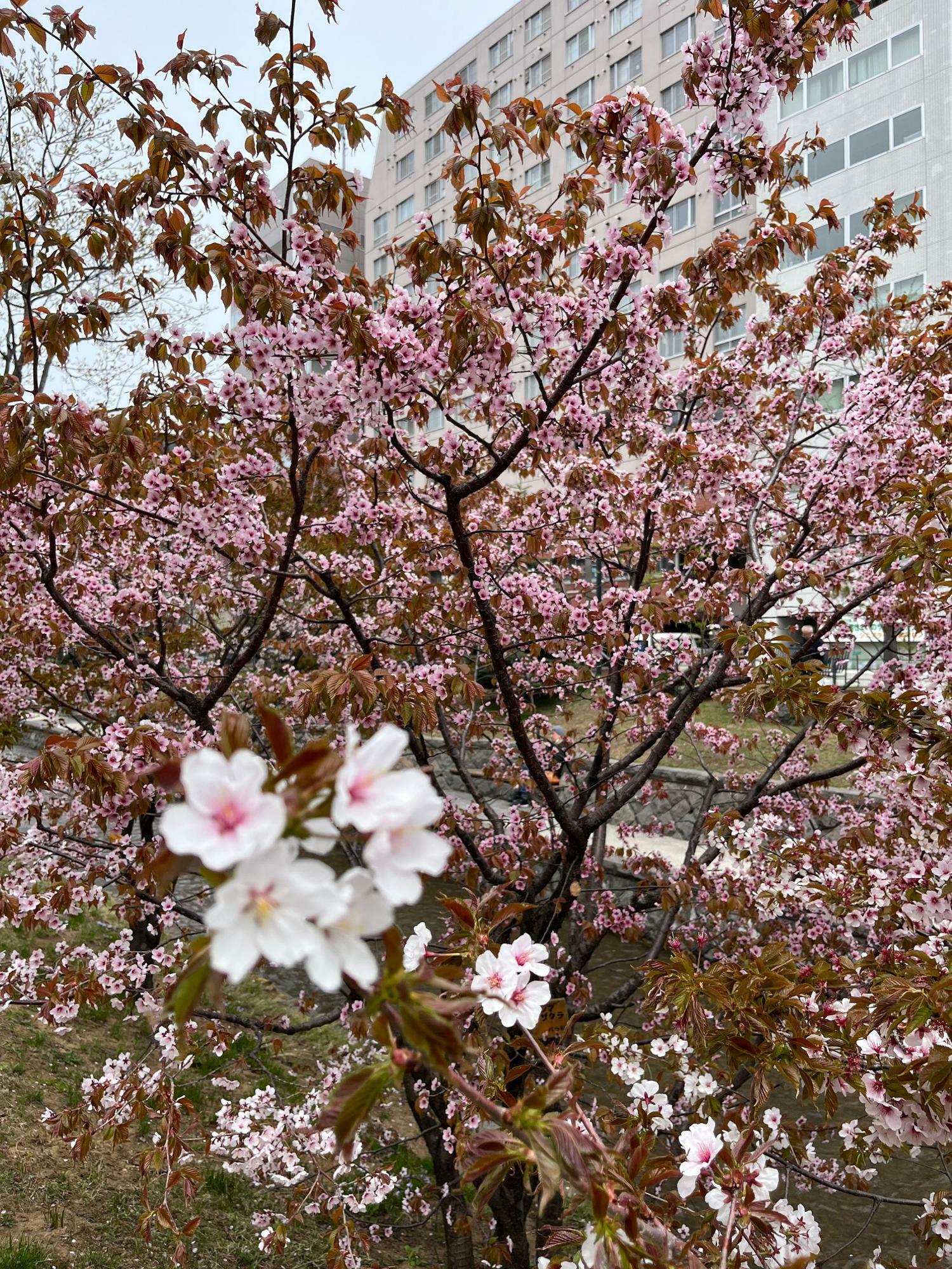 種類の違う桜が咲いていました！！