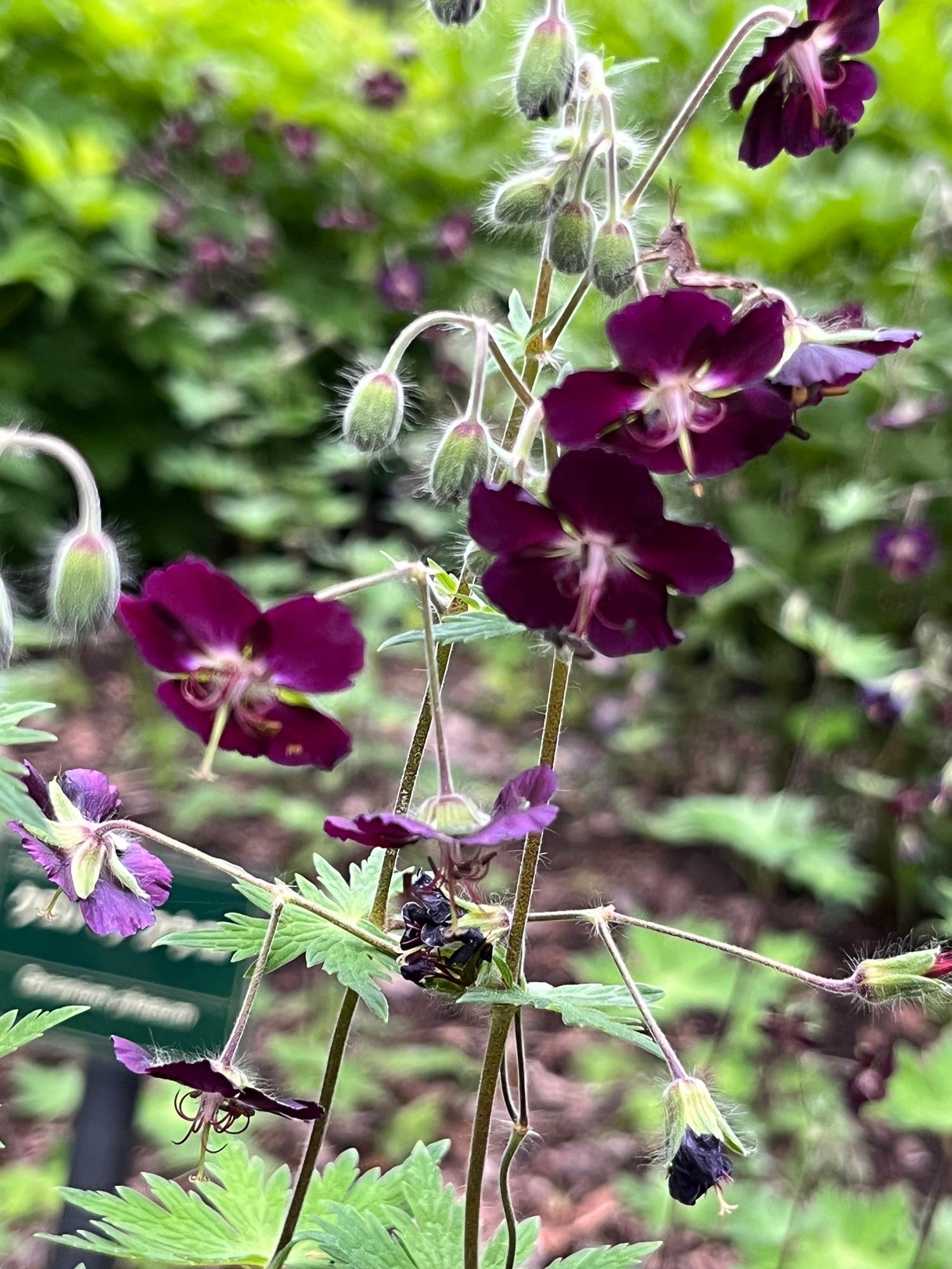 「野草園」にあったクロバナフウロ