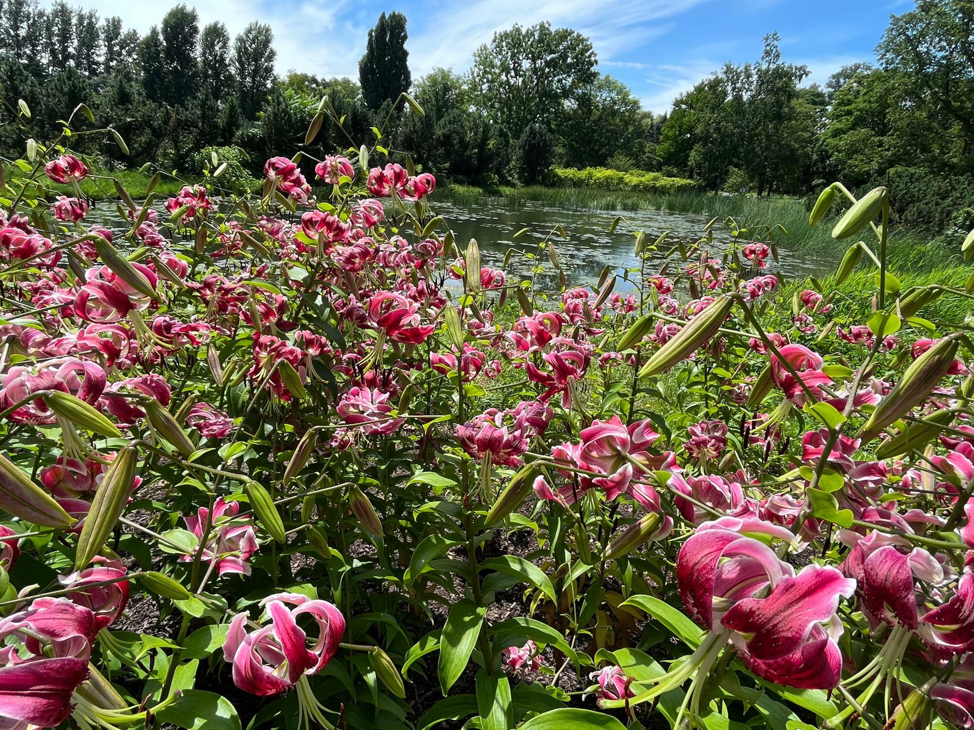 池の周りに咲く、ピンク色が印象的なシェヘラザード