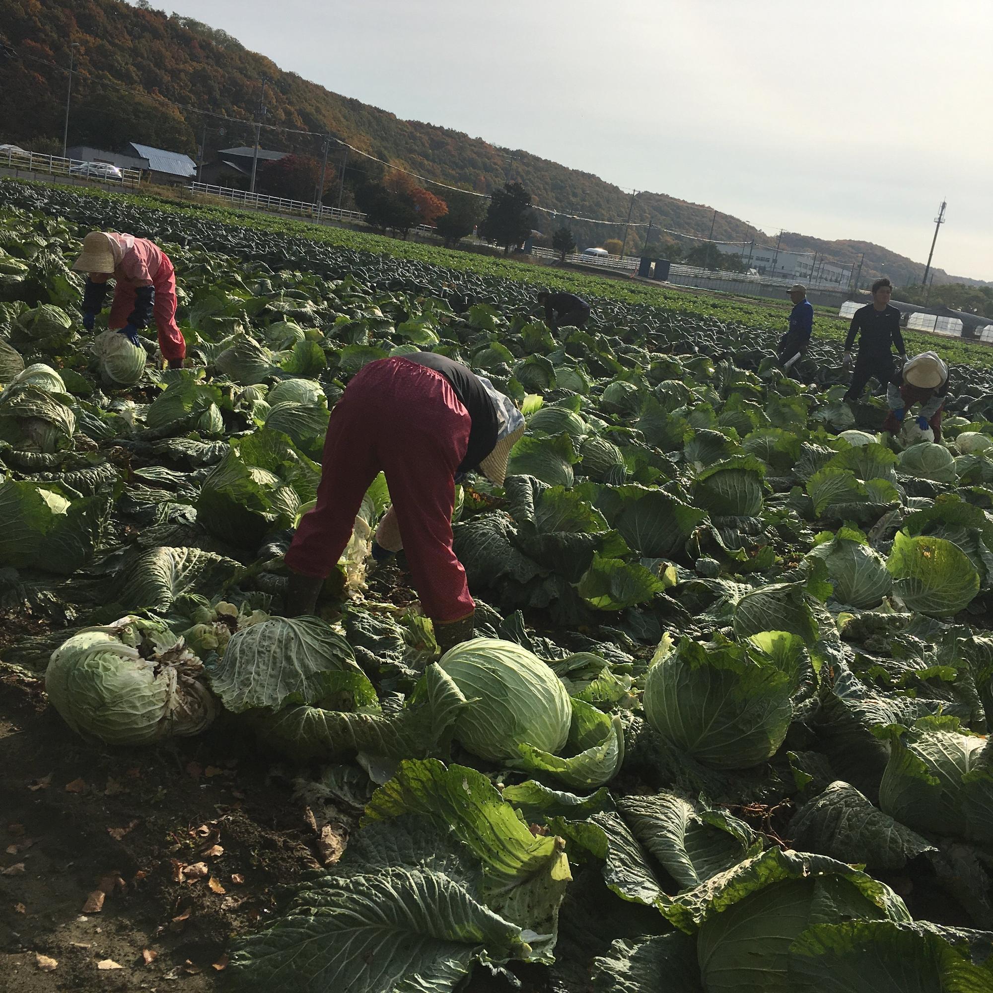 収穫期を迎えた札幌大球を生産者が切り取る