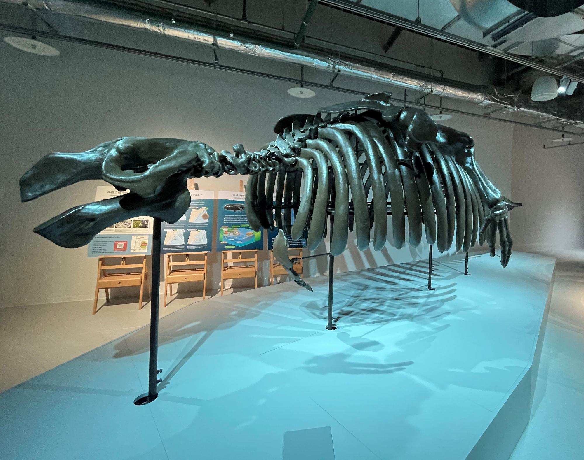 全長7メートルの大型骨格のサッポロカイギュウ