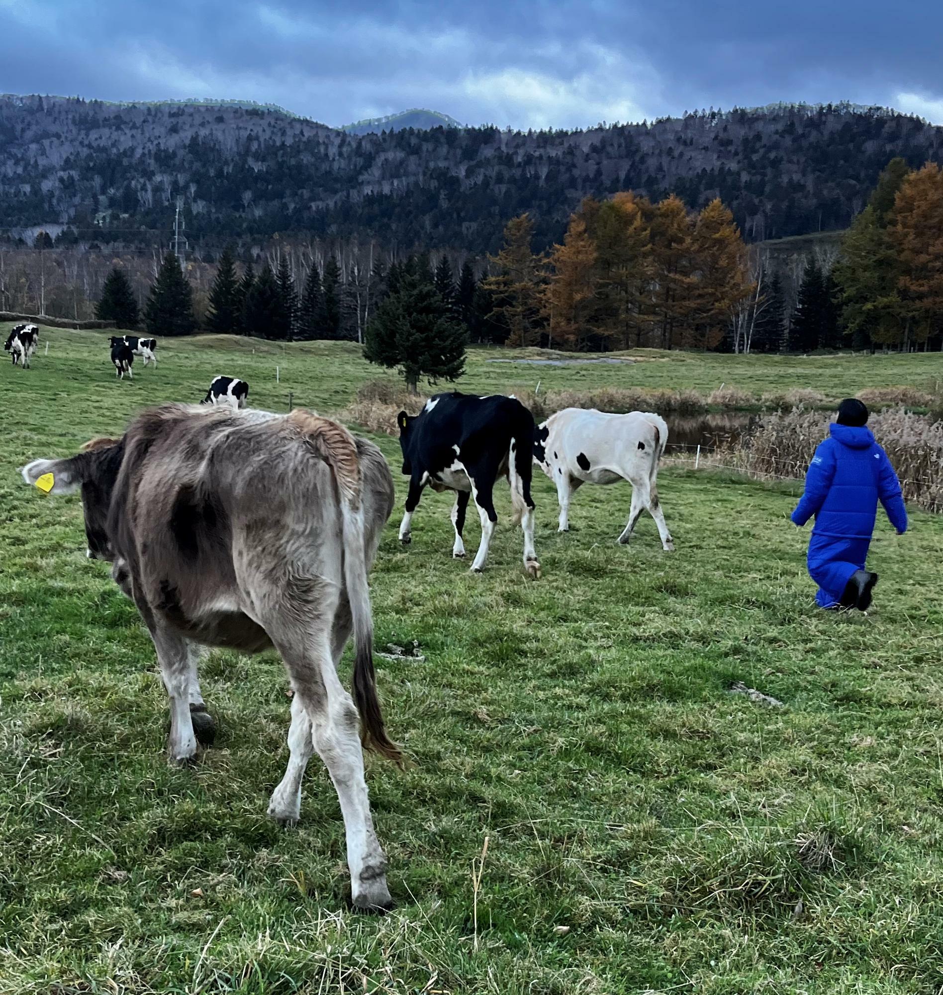 ファームエリアには牧草とそれを食む牛たちがいます